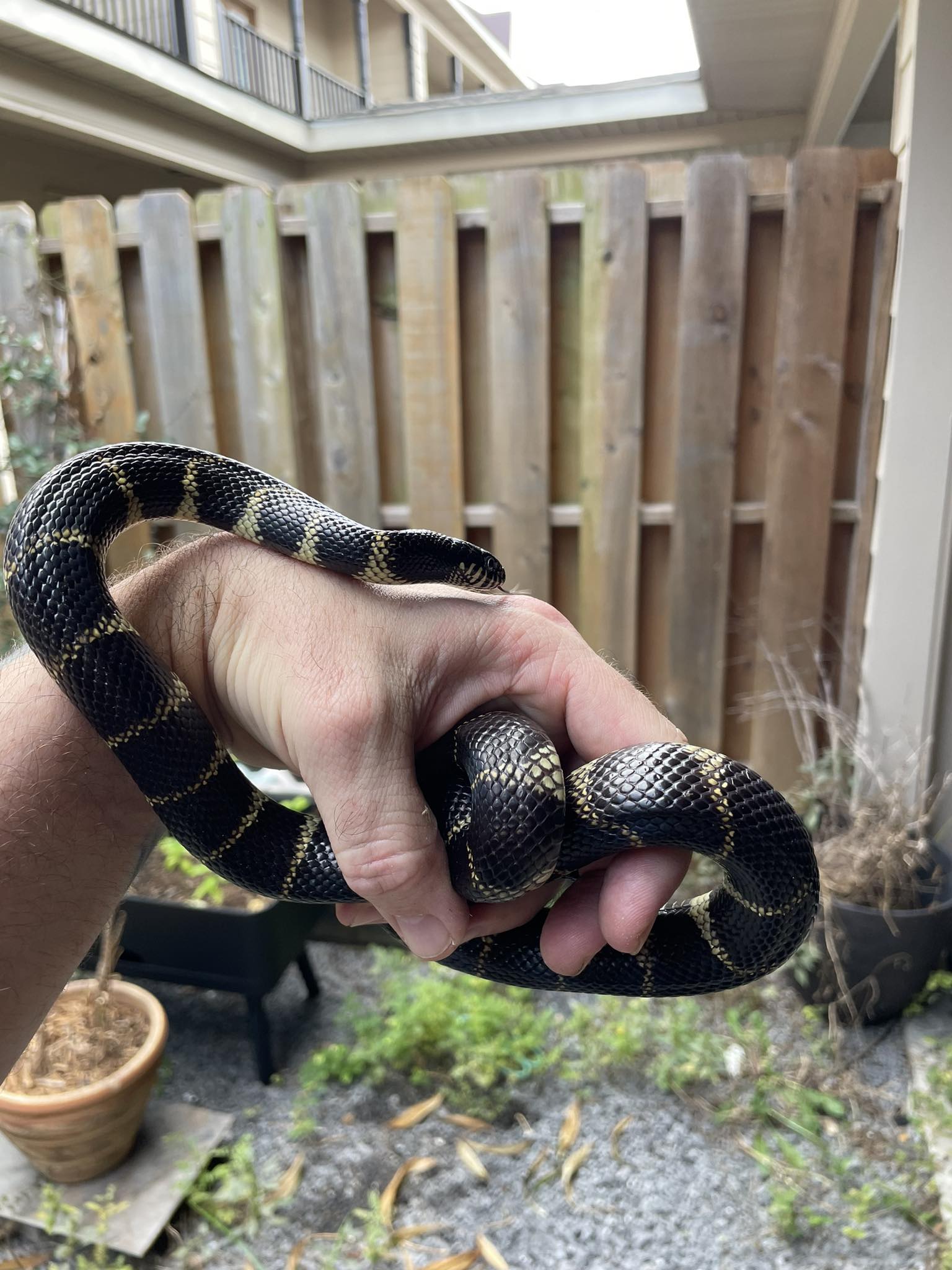 Tails N Scales LLC