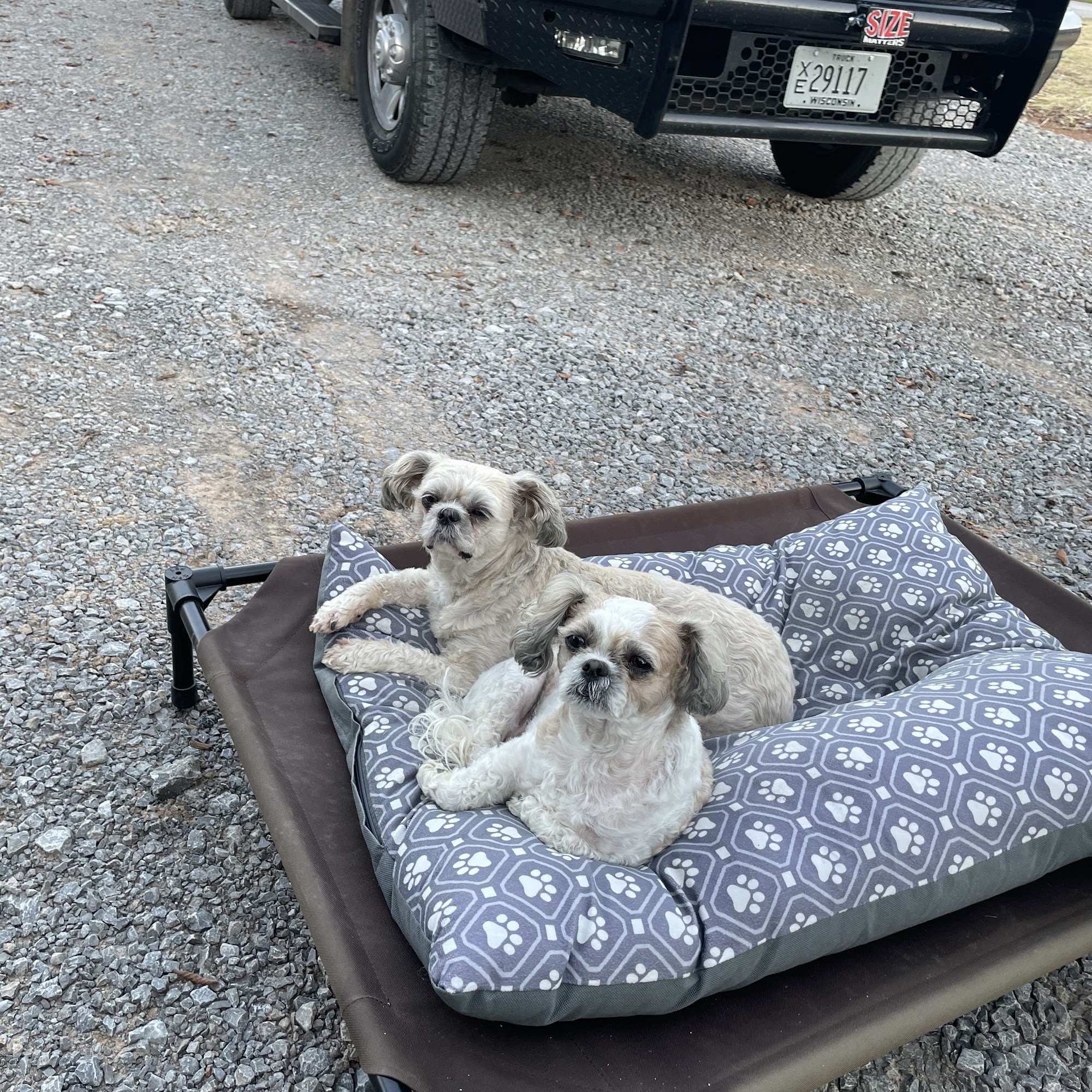 Lafaso Alaine D DVM Thibodaux