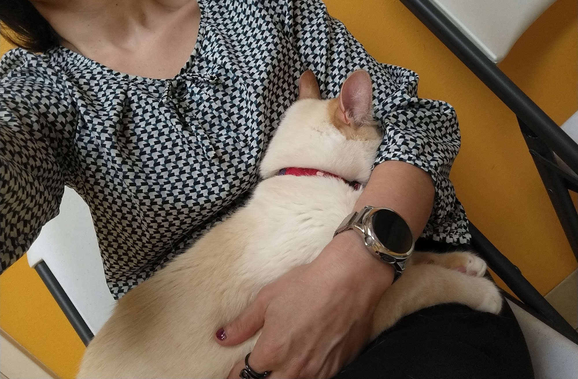 De La Houssaye Animal Hospital Thibodaux