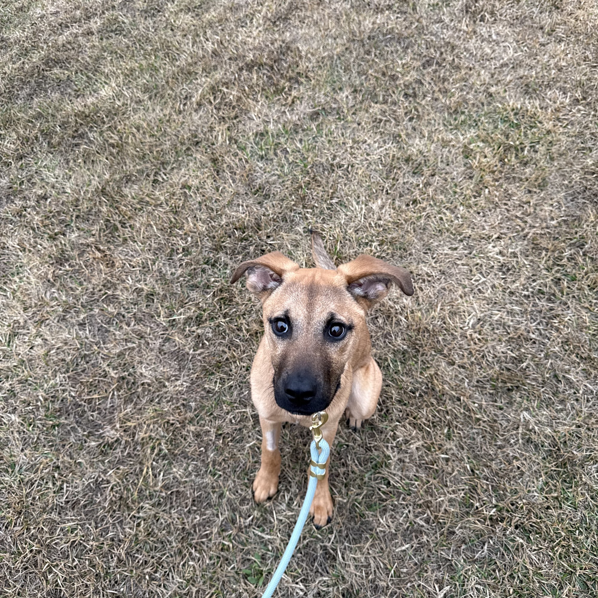 De La Houssaye Animal Hospital Thibodaux