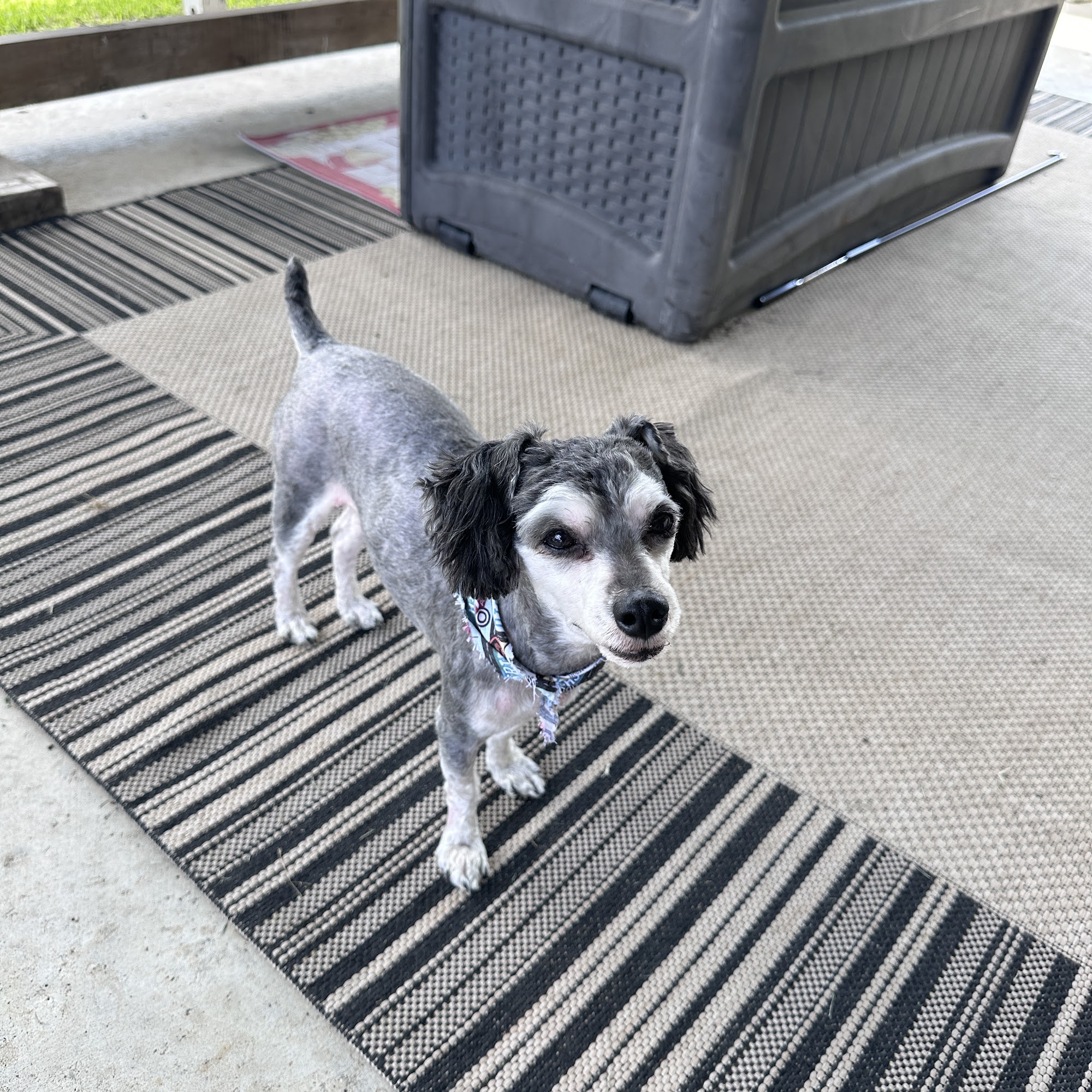 Durocher Veterinary Clinic Thibodaux