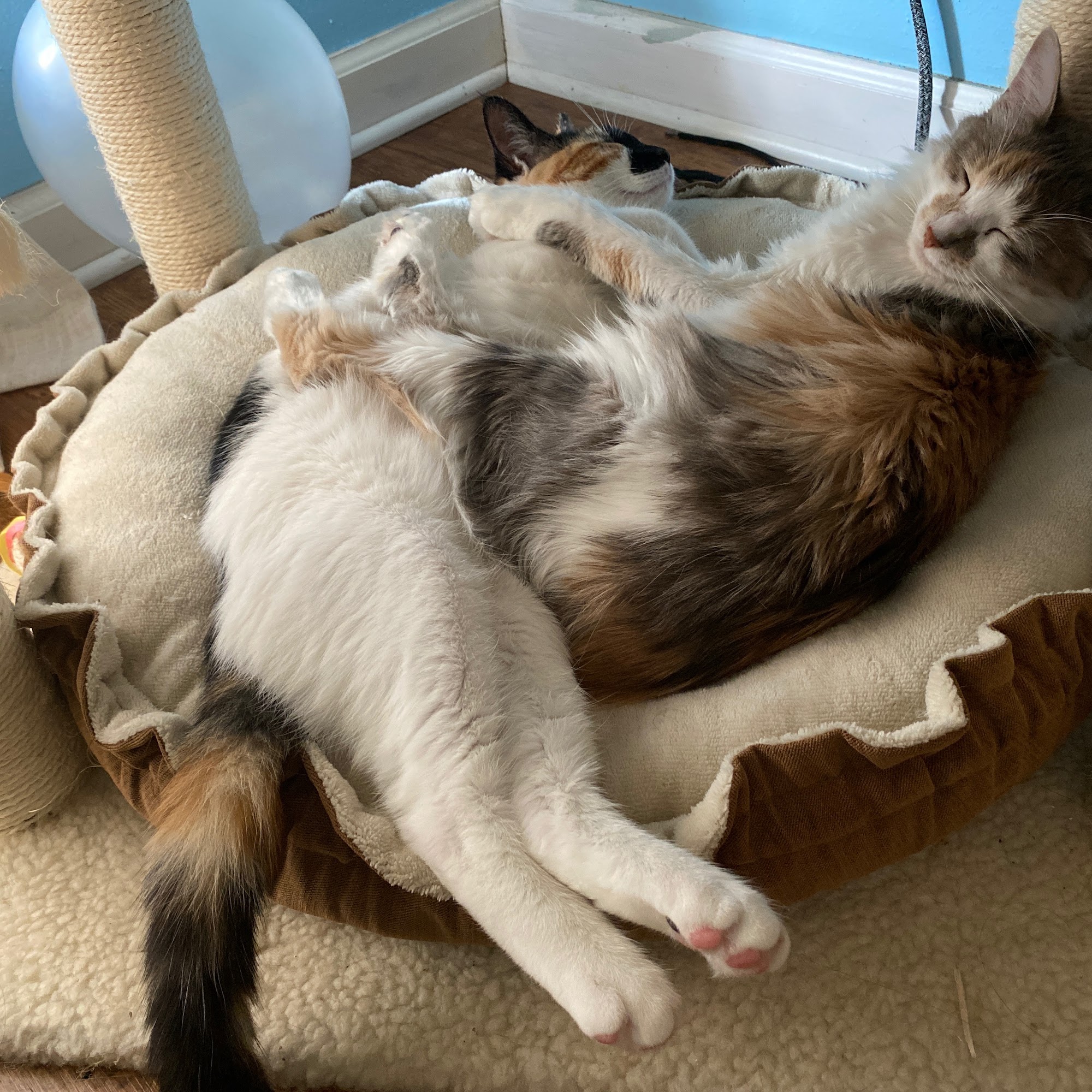 Thibodaux Animal Hospital Thibodaux