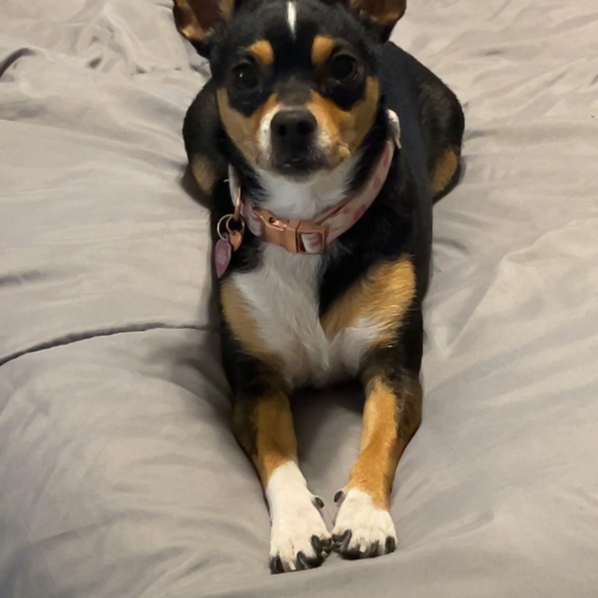 Ridgefield Animal Hospital Thibodaux