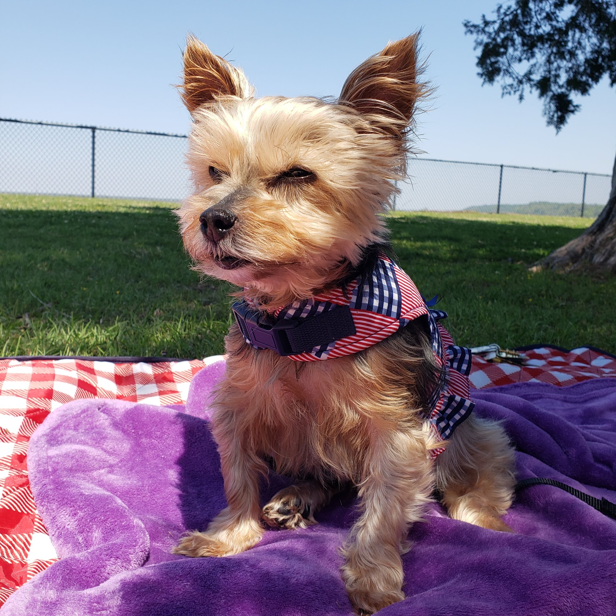 Gregg Veterinary Hospital Vidalia