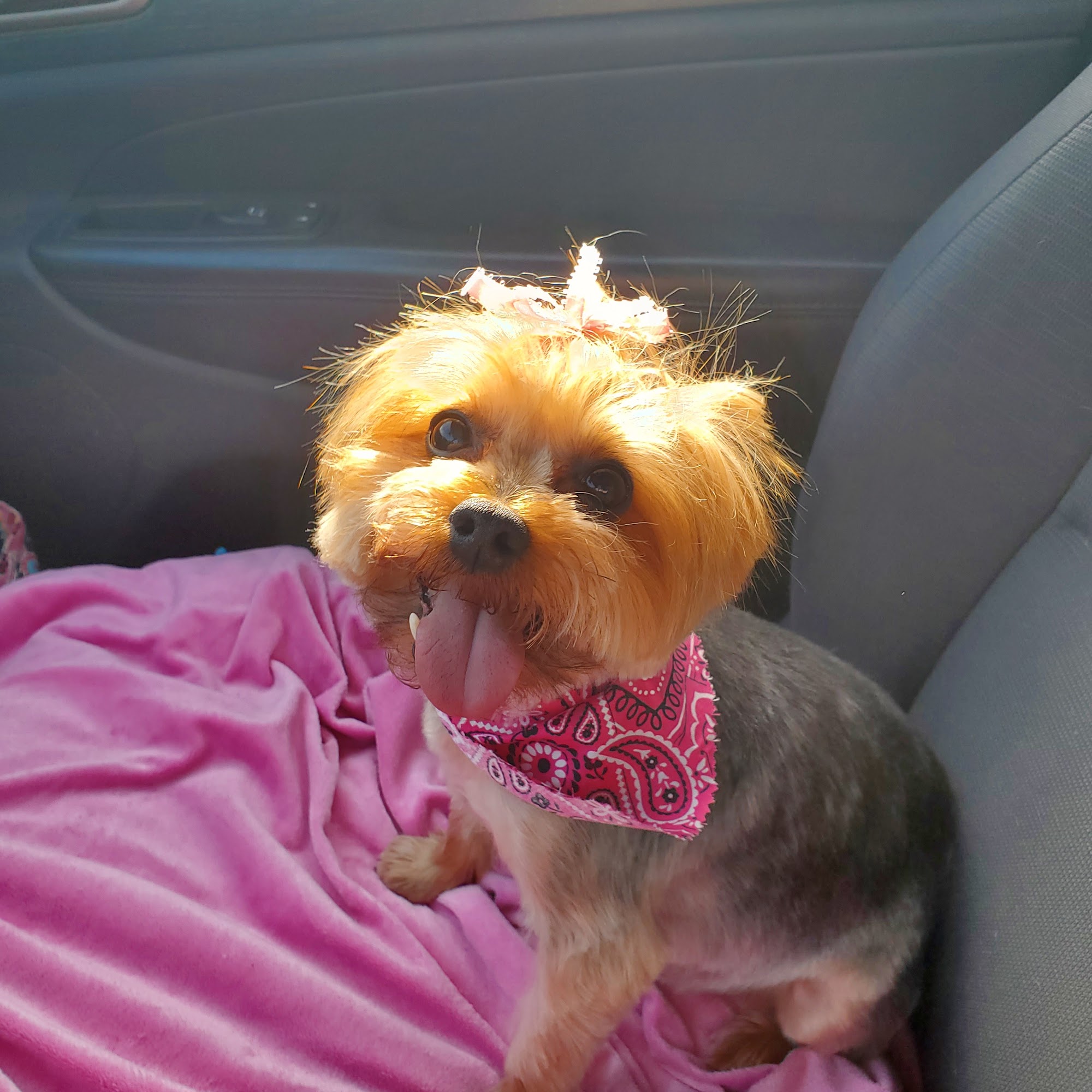 Gregg Veterinary Hospital Vidalia