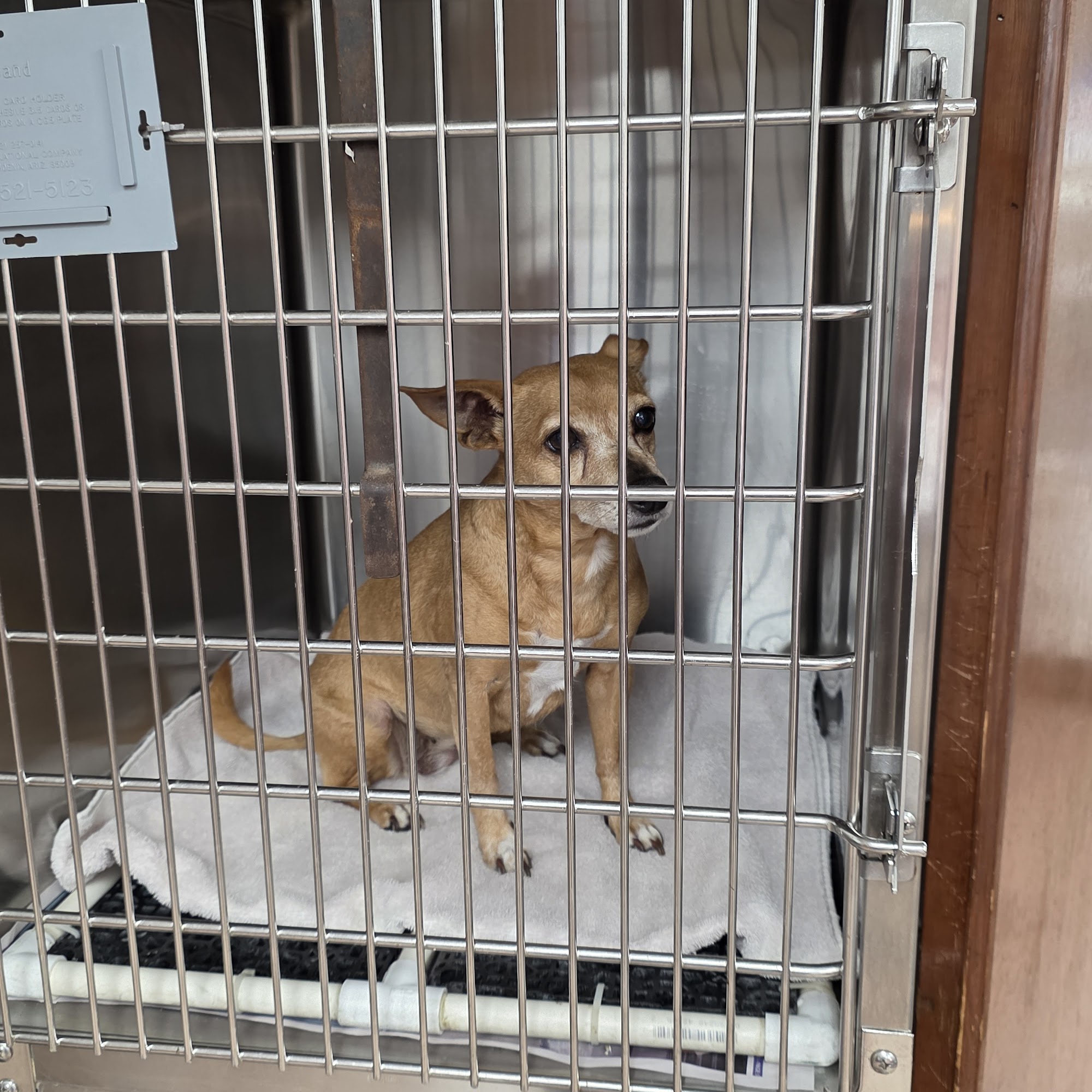 Coreil Veterinary Clinic Ville Platte