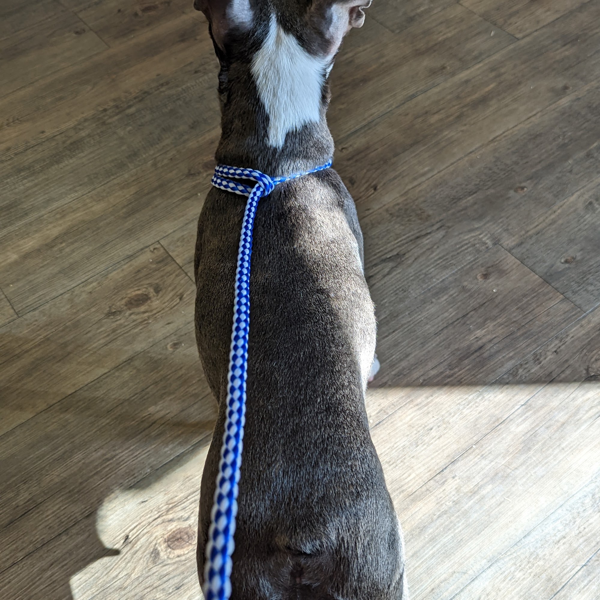 Town & Country Animal Clinic Ville Platte