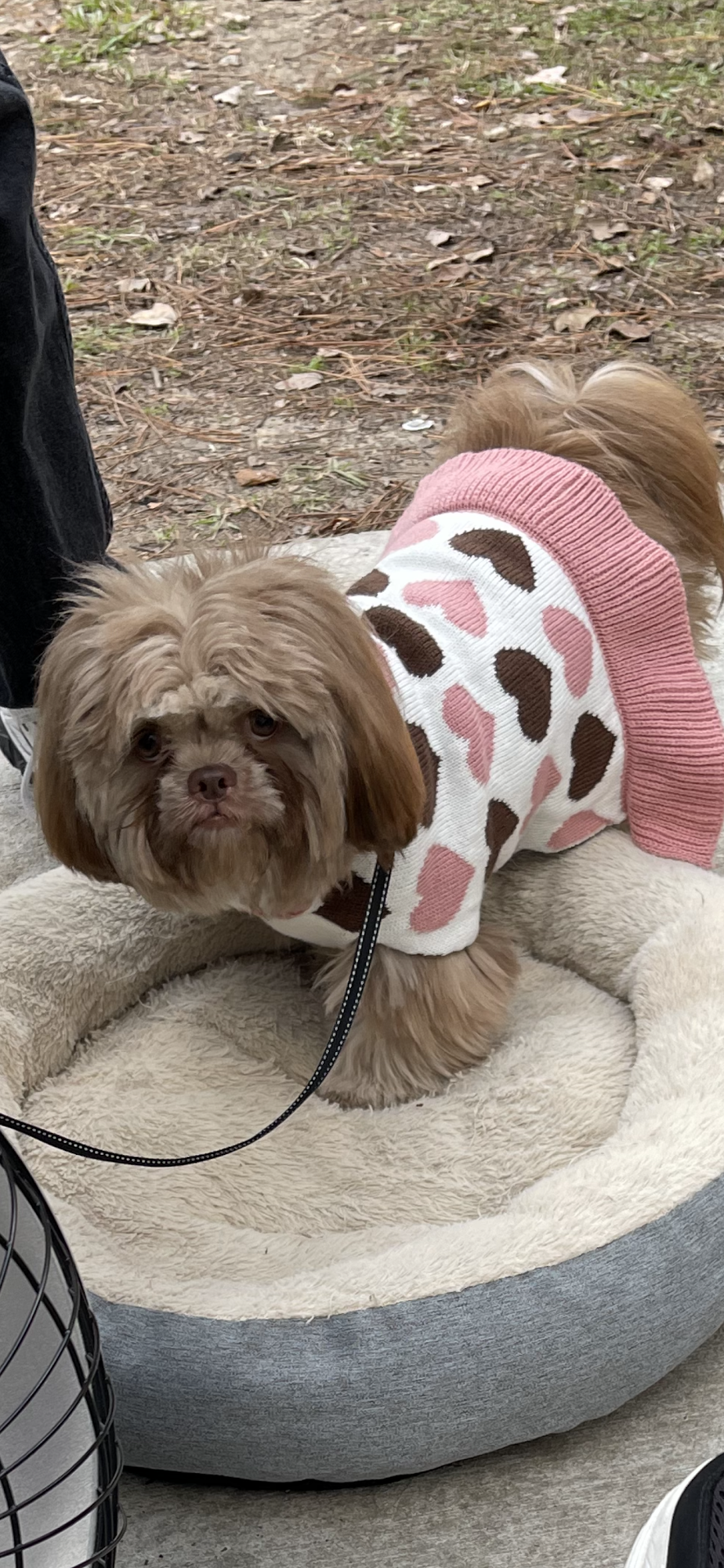 Diva Dog Grooming & Glamor Shots Walker