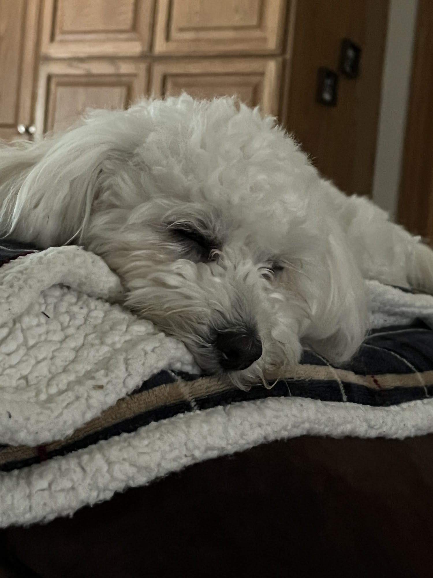 Pampered Pets Grooming Salon Walker