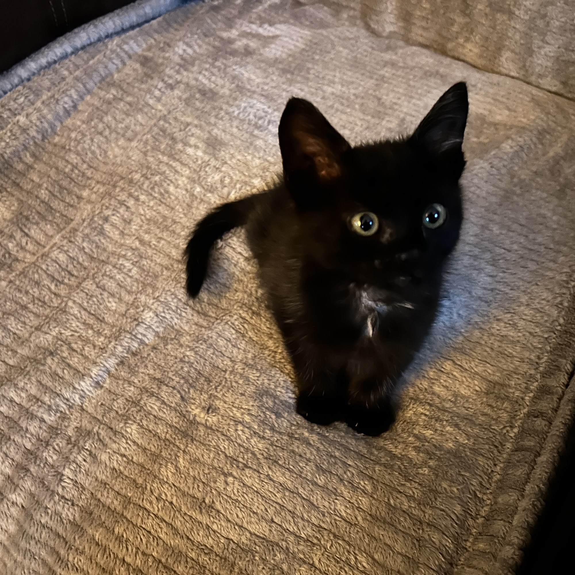 All Creatures Animal Care West Monroe