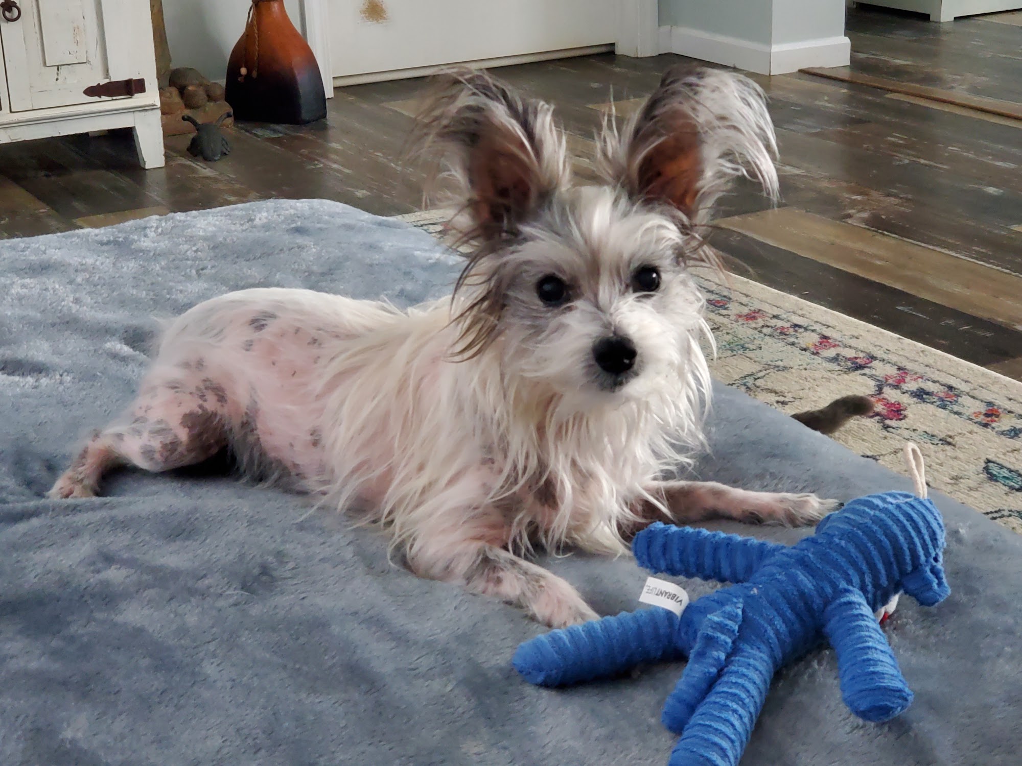 Animal Hospital of West Monroe West Monroe