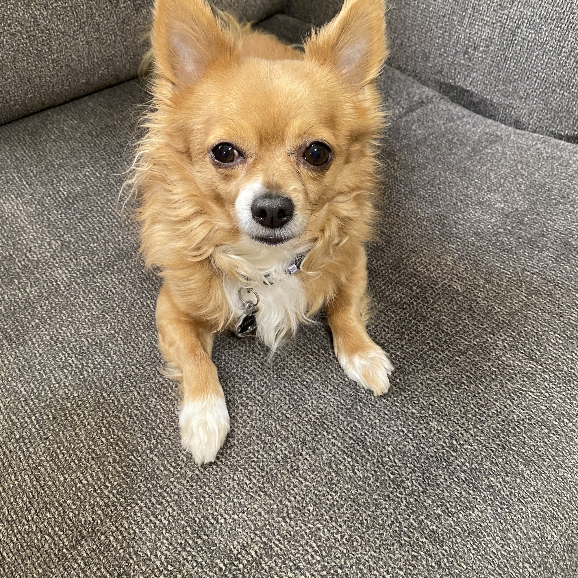 Lindsay Veterinary Clinic West Monroe