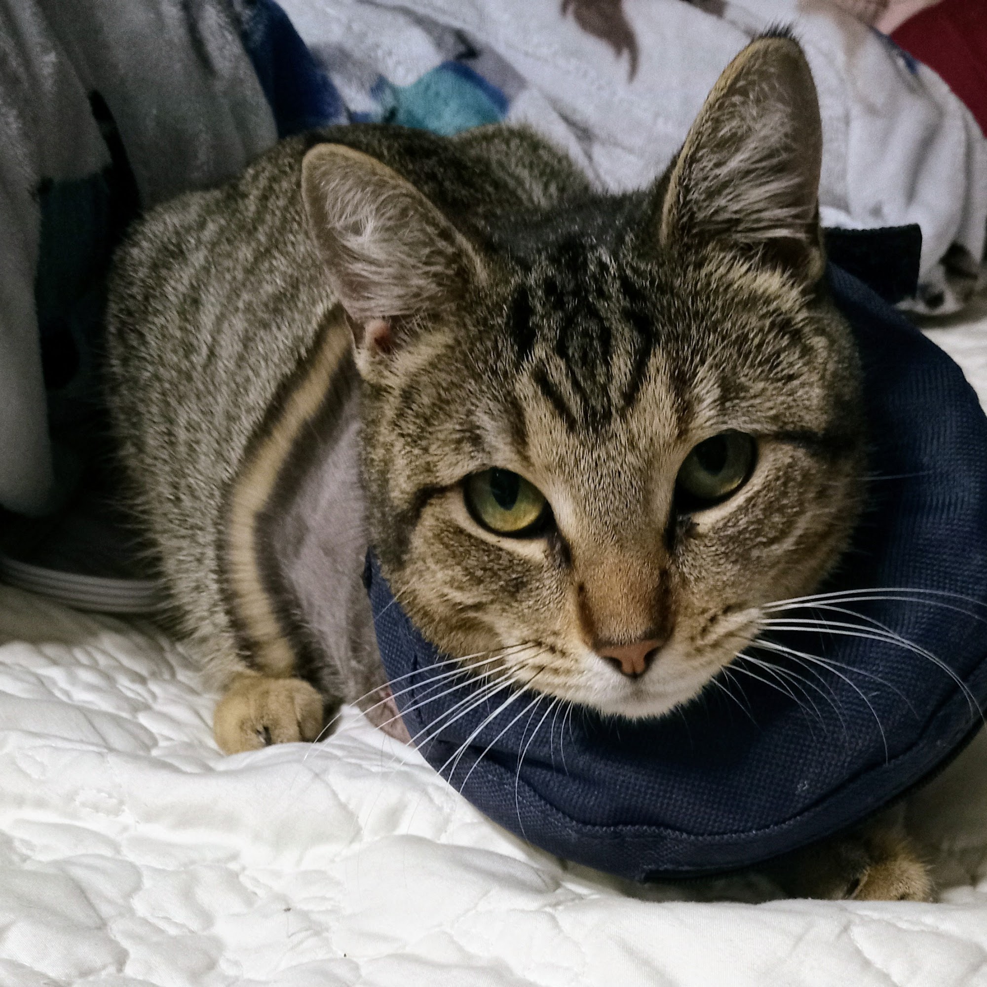 Pine Hills Veterinary Hospital West Monroe