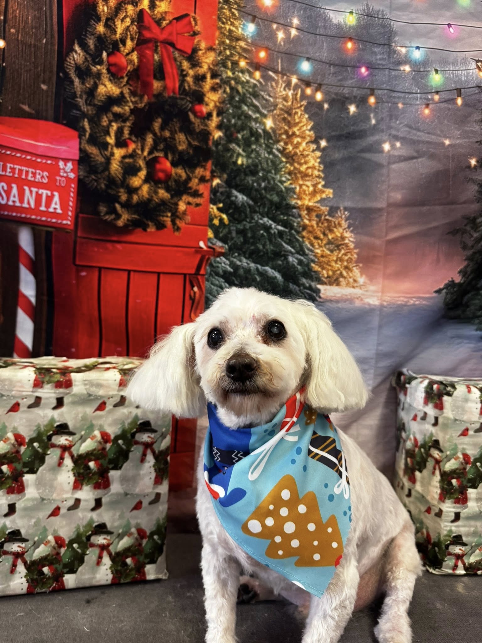 Tails Of The Twin Cities LLC West Monroe