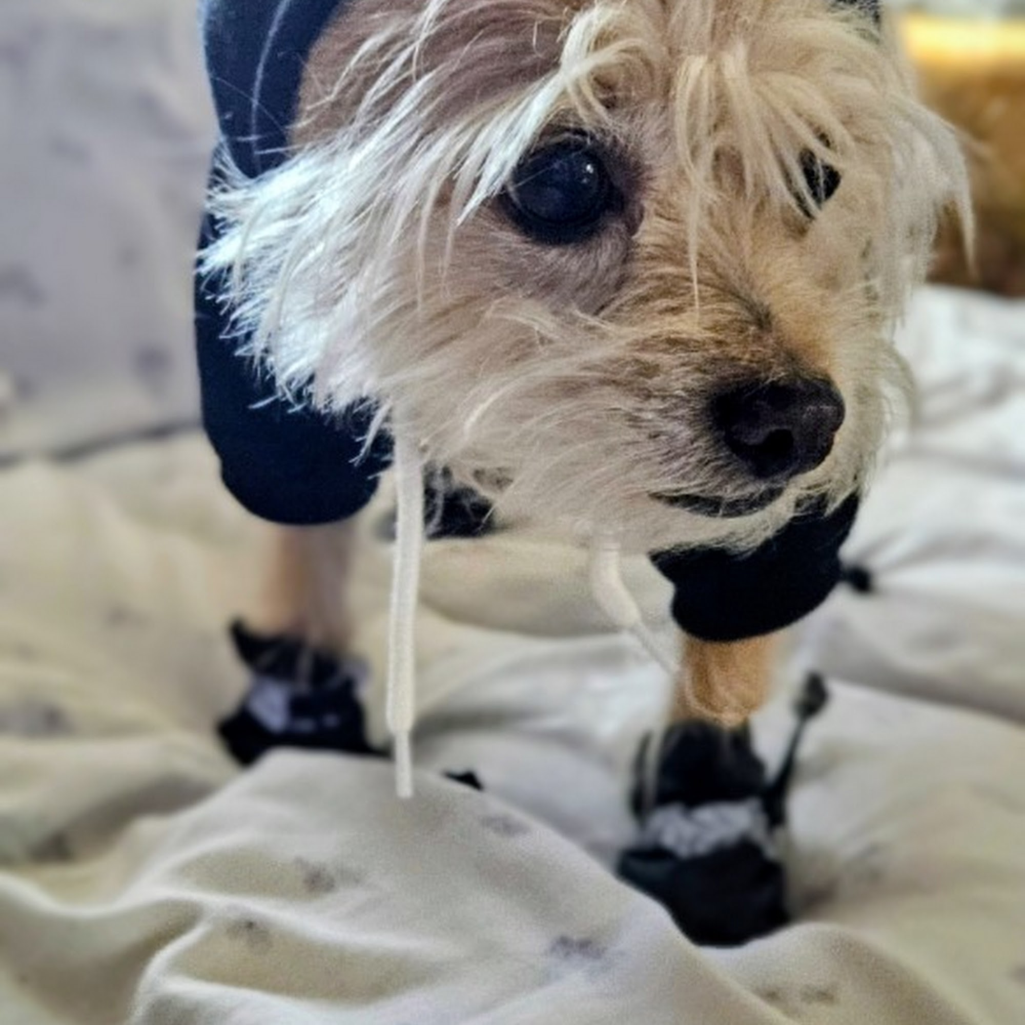 Expressway Animal Hospital Westwego