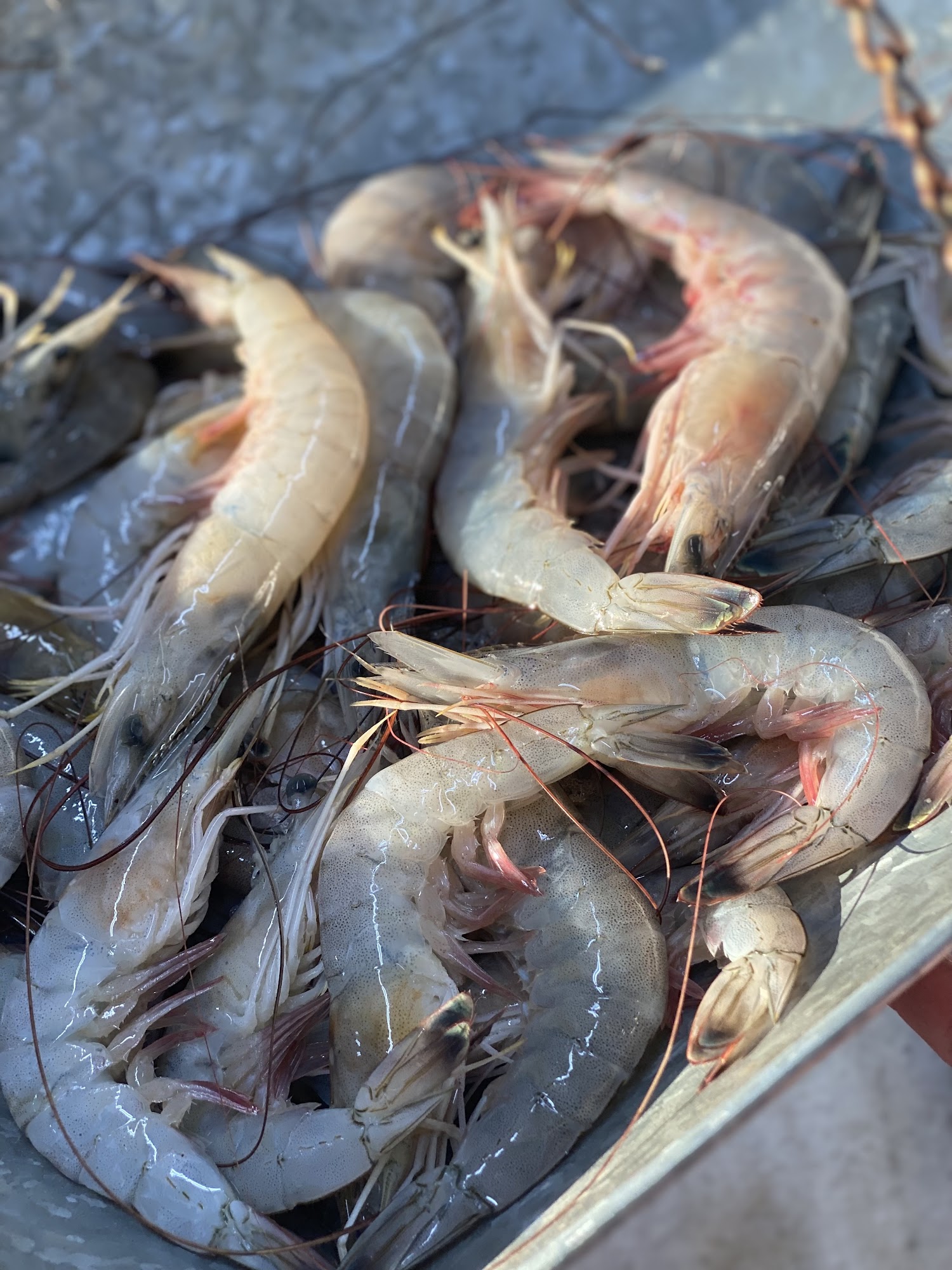 April's Seafood on Right, 100 Westbank Expy Stall #1, Westwego, LA 70094