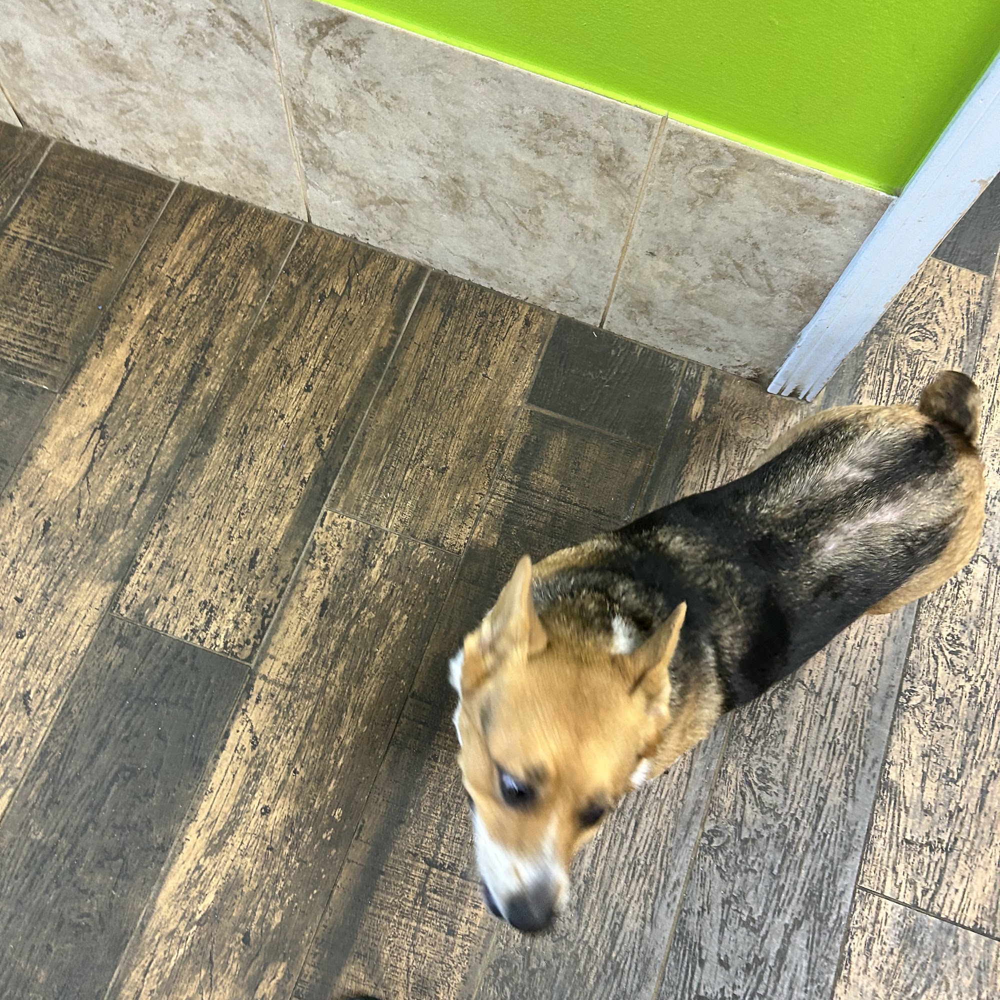 Sullivan Veterinary Clinic Winnsboro