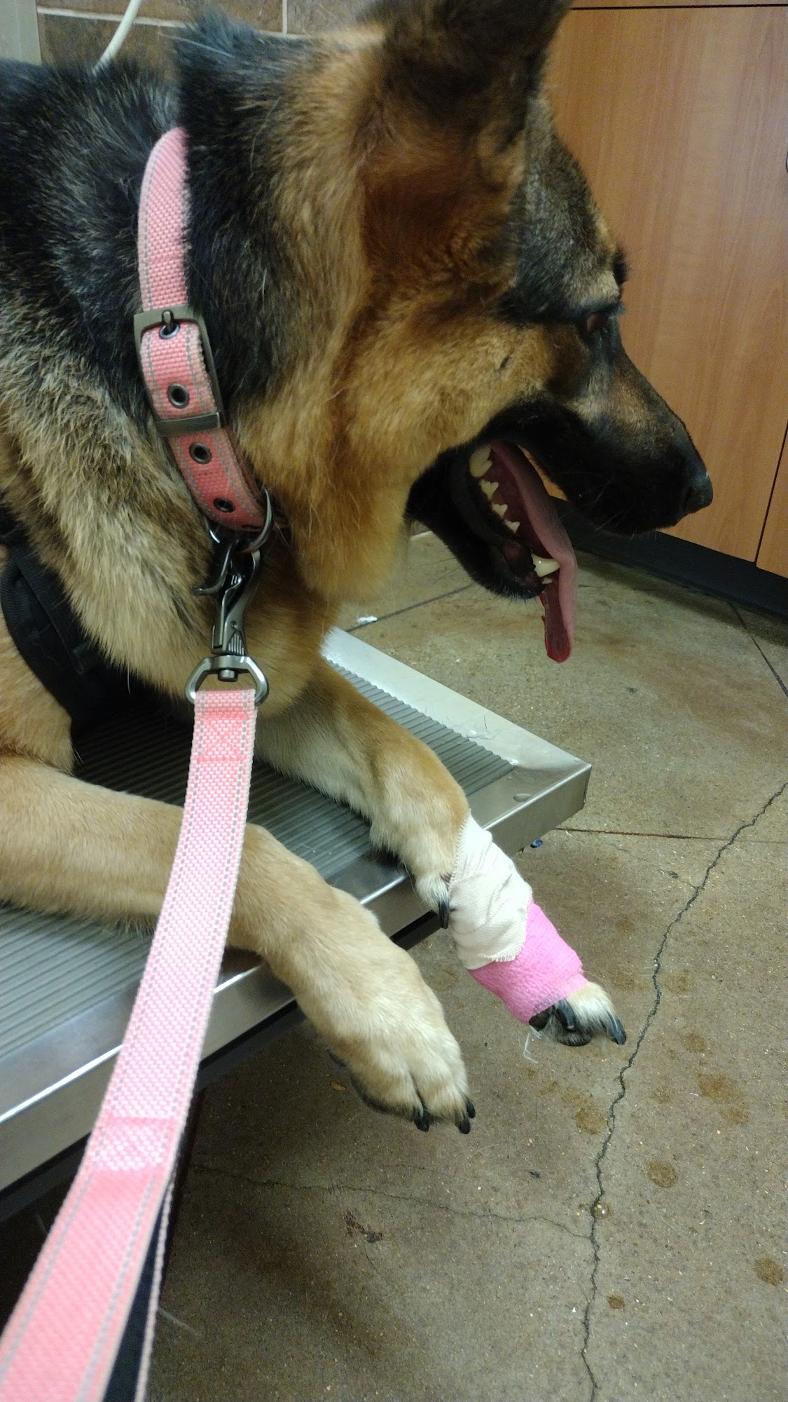 Village Veterinary Center Youngsville