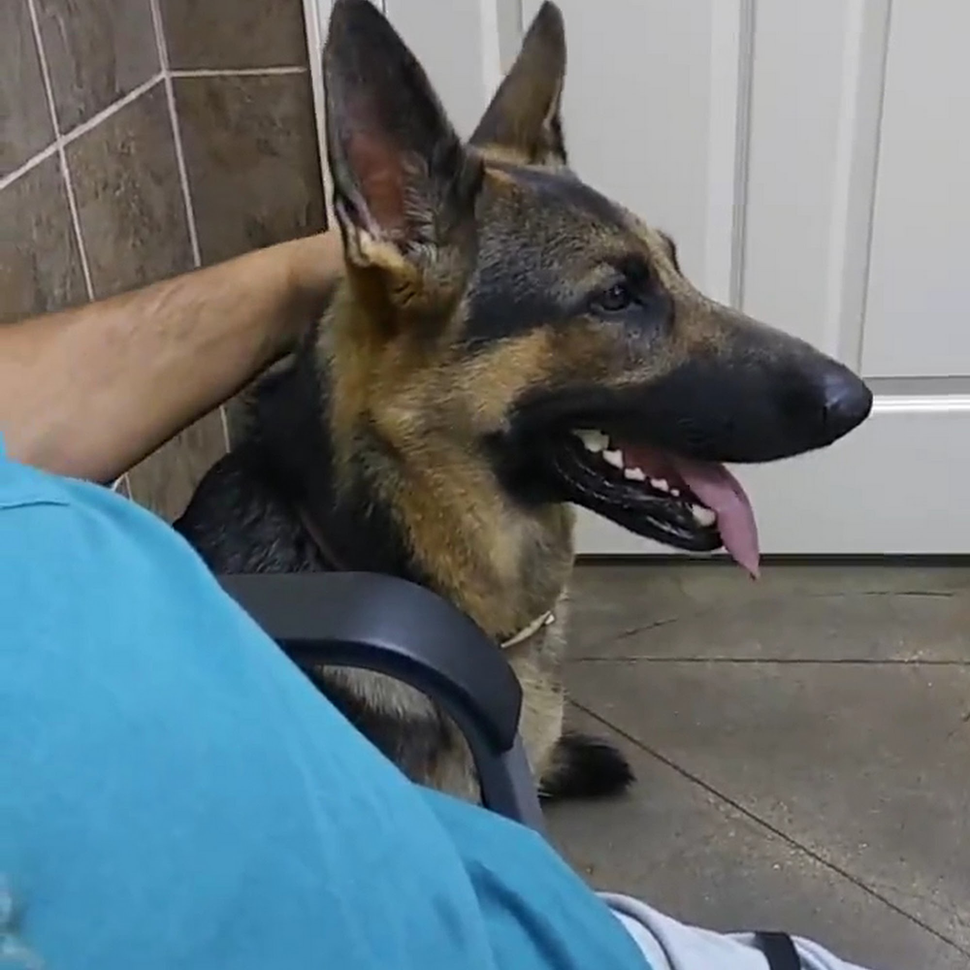 Village Veterinary Center Youngsville