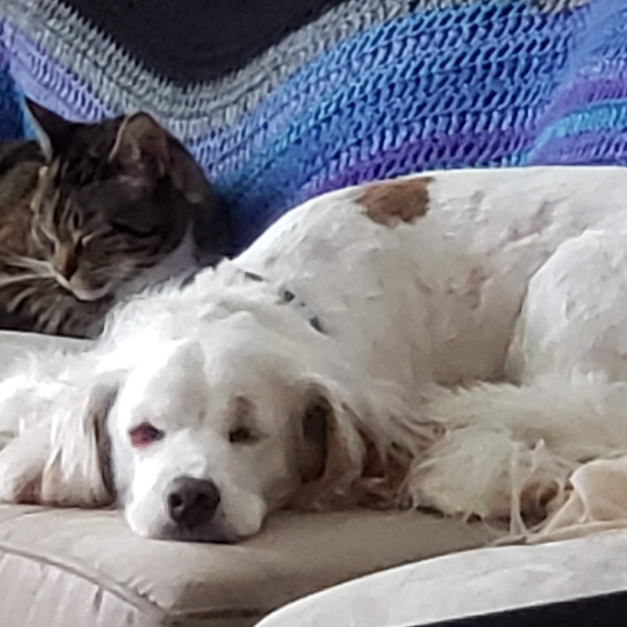 Loftin Veterinary Hospital Youngsville