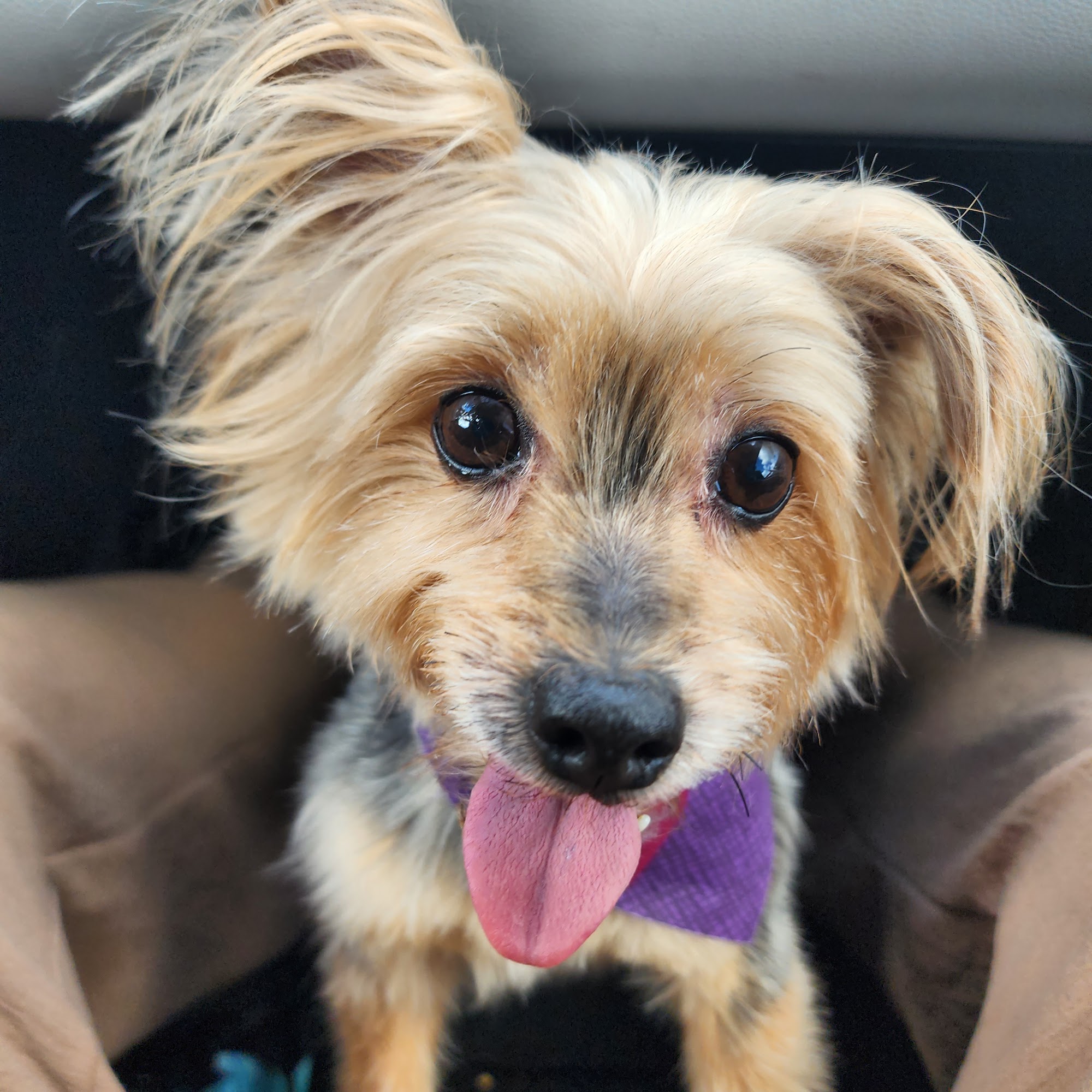 Happy Pets Hotel Youngsville