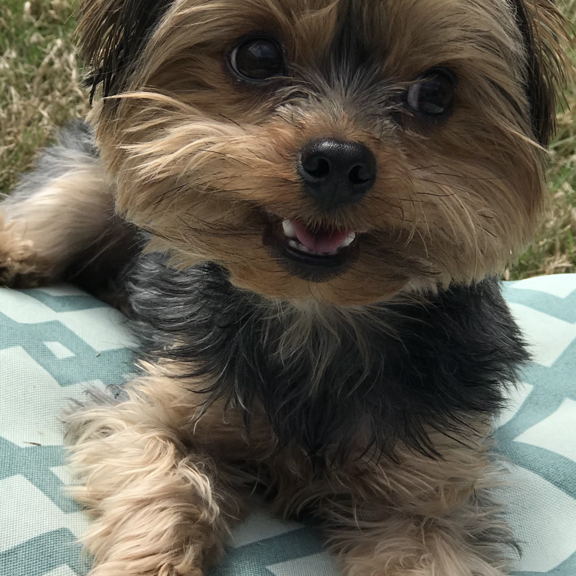 On The Spot Mobile Pet Grooming Youngsville