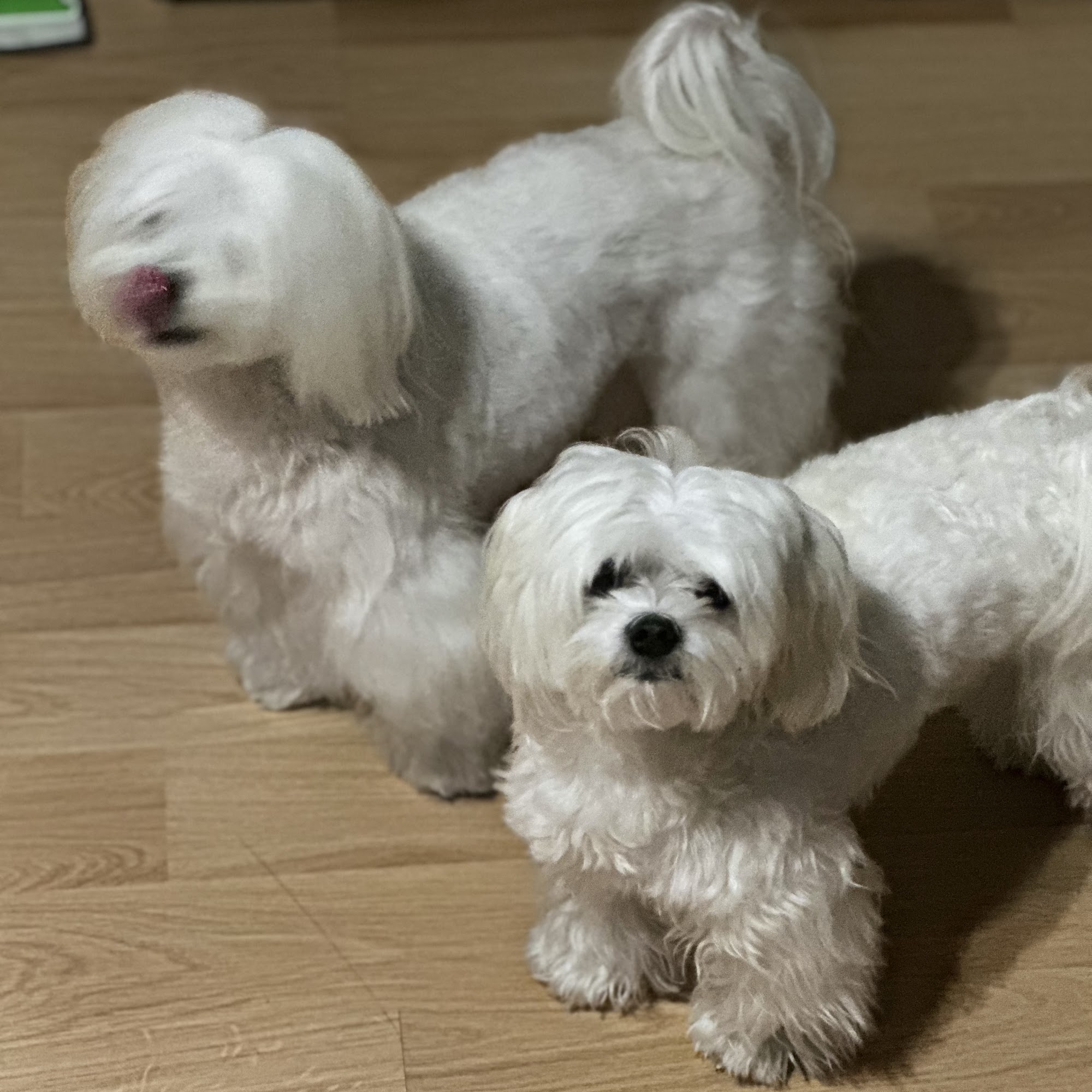 Classy Canine Pet Spa Youngsville