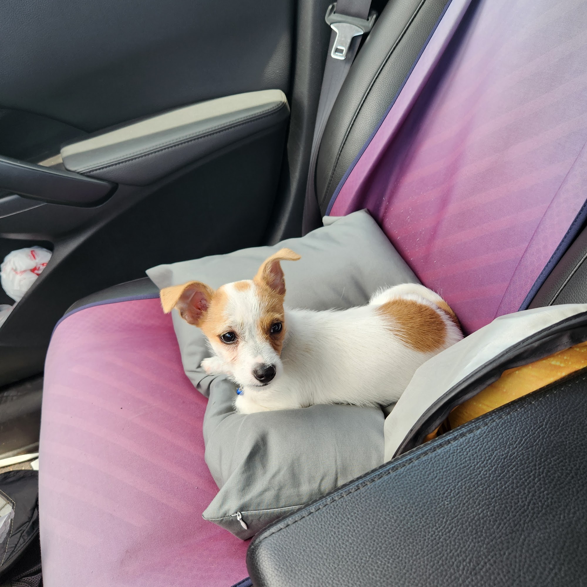 The Animal Center Zachary