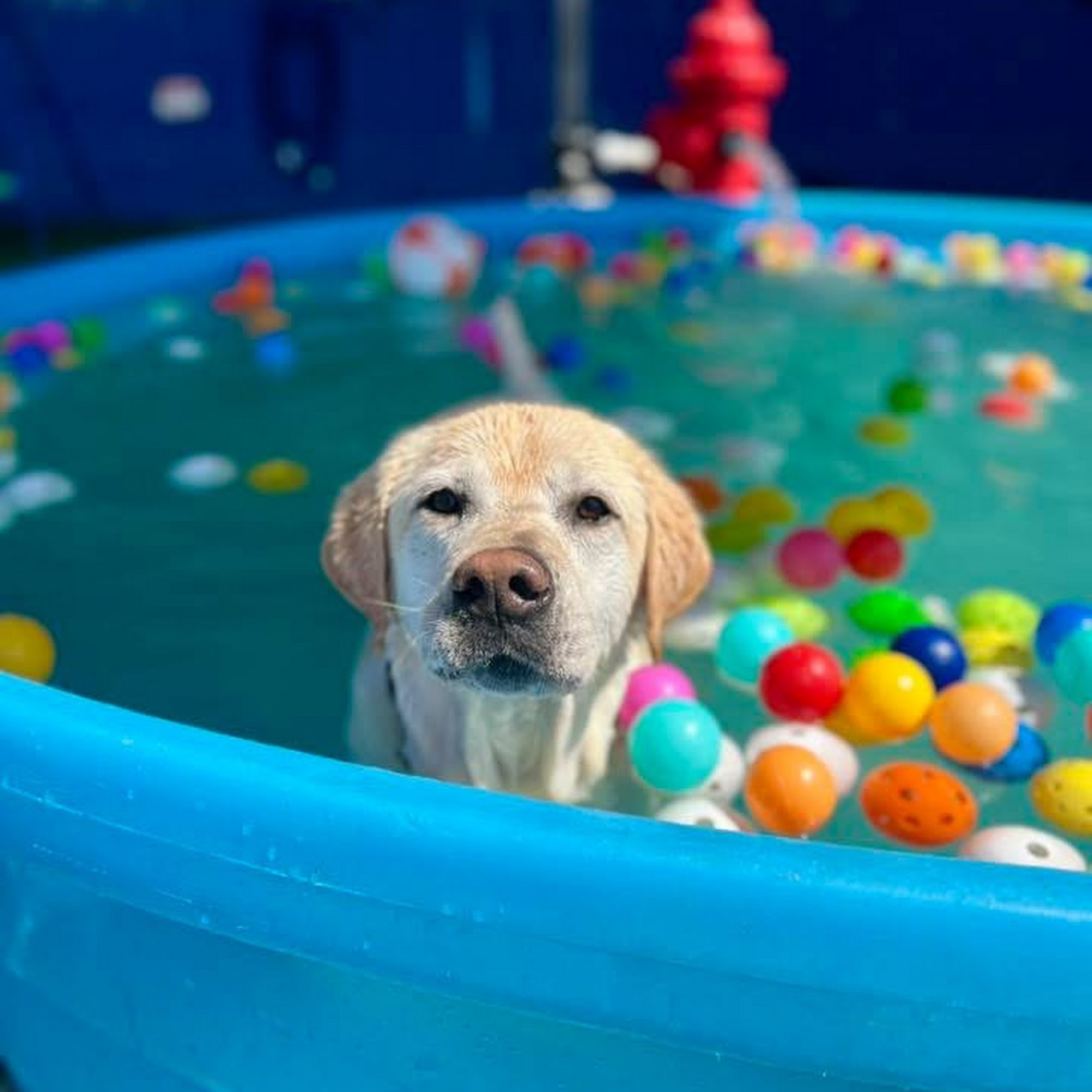 Y-Farms Kennels Zachary