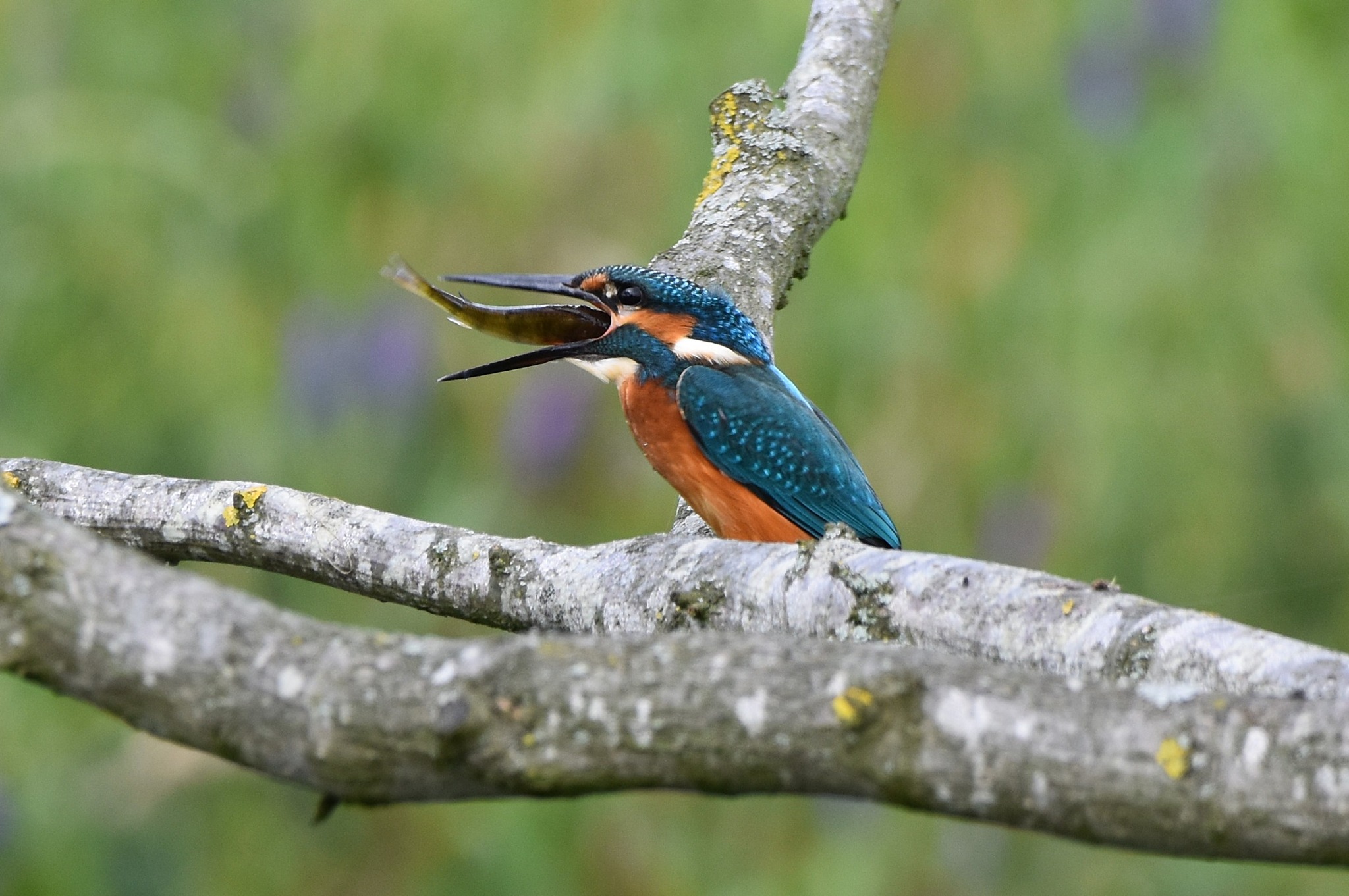 WWT Martin Mere