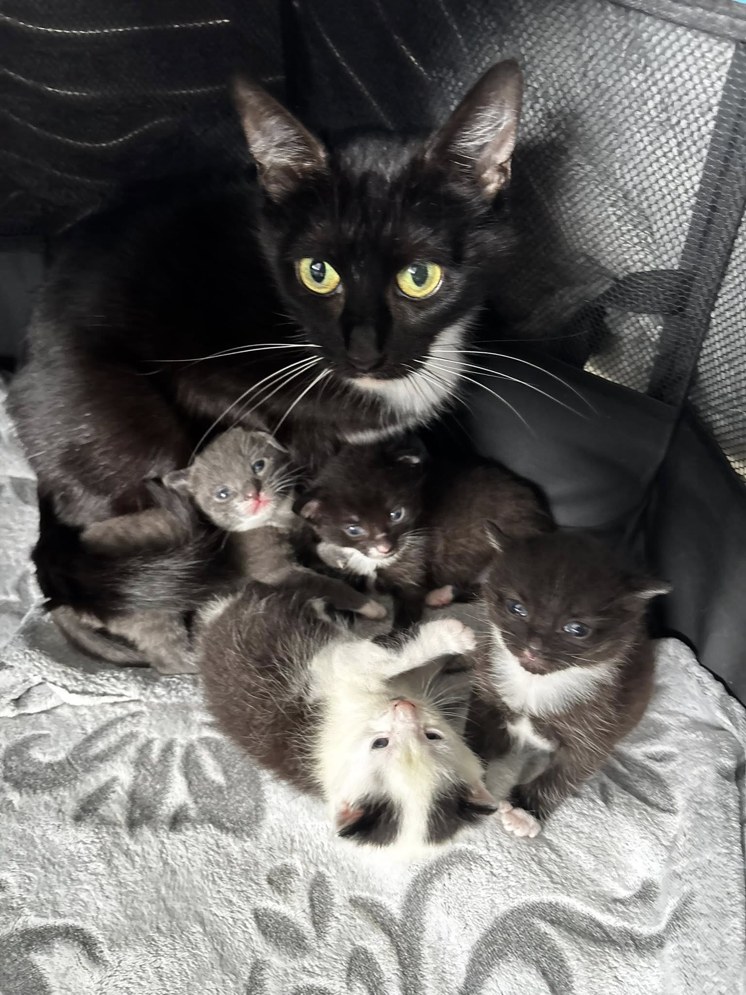 RSPCA