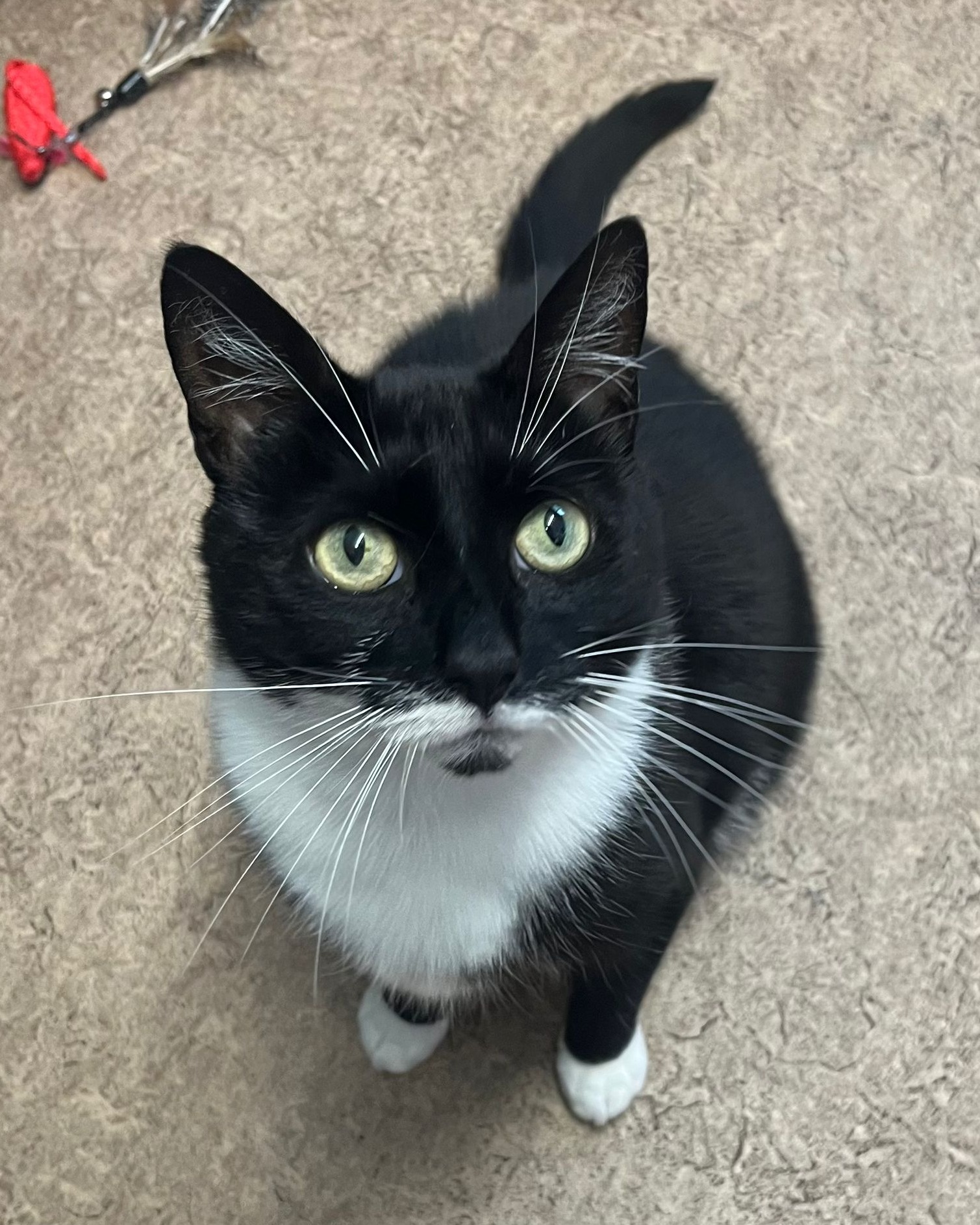Woodside Animal Centre Pet Shop