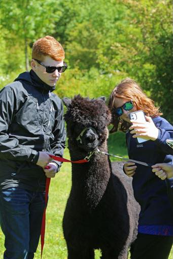 JandJ Alpacas