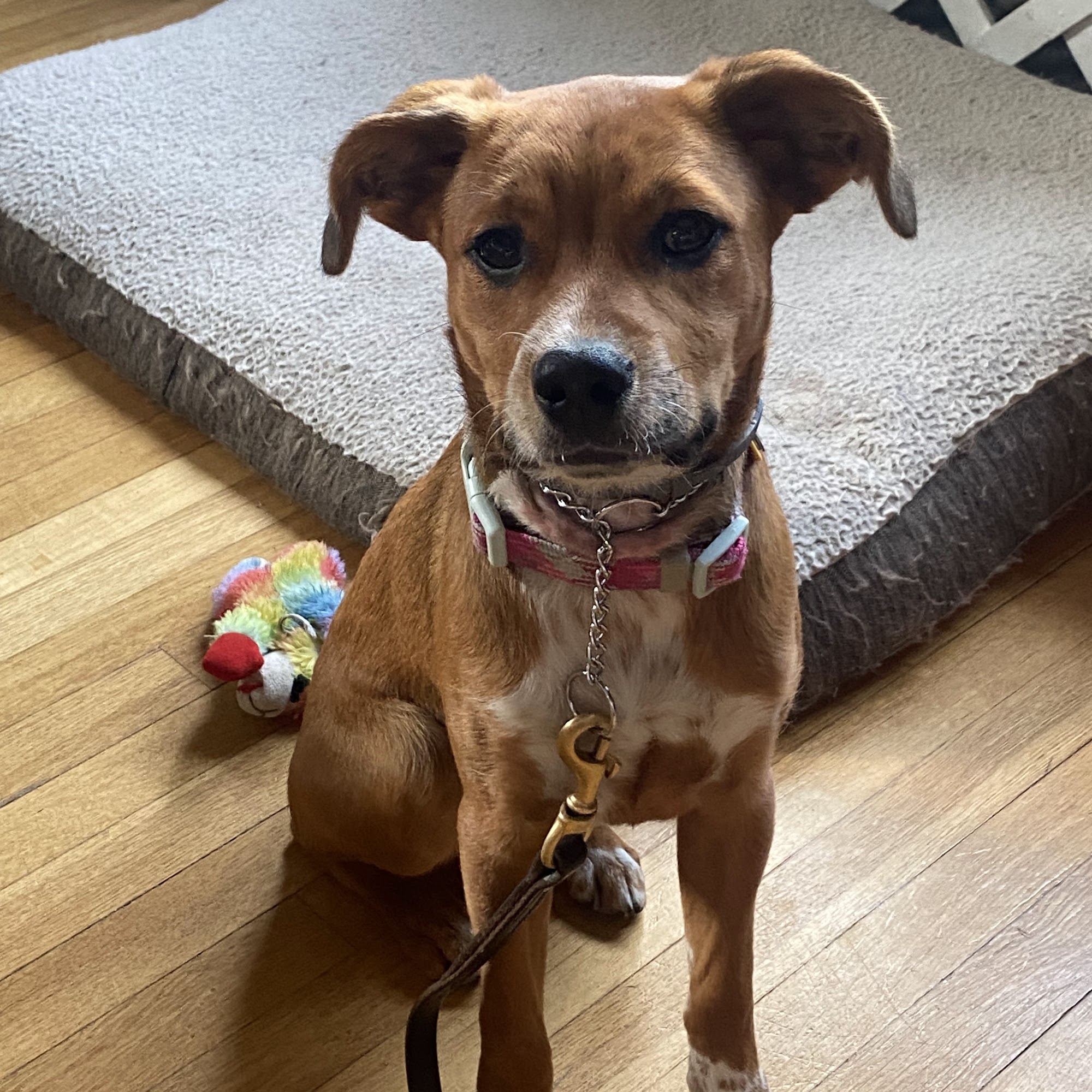 Abington Animal Hospital Abington