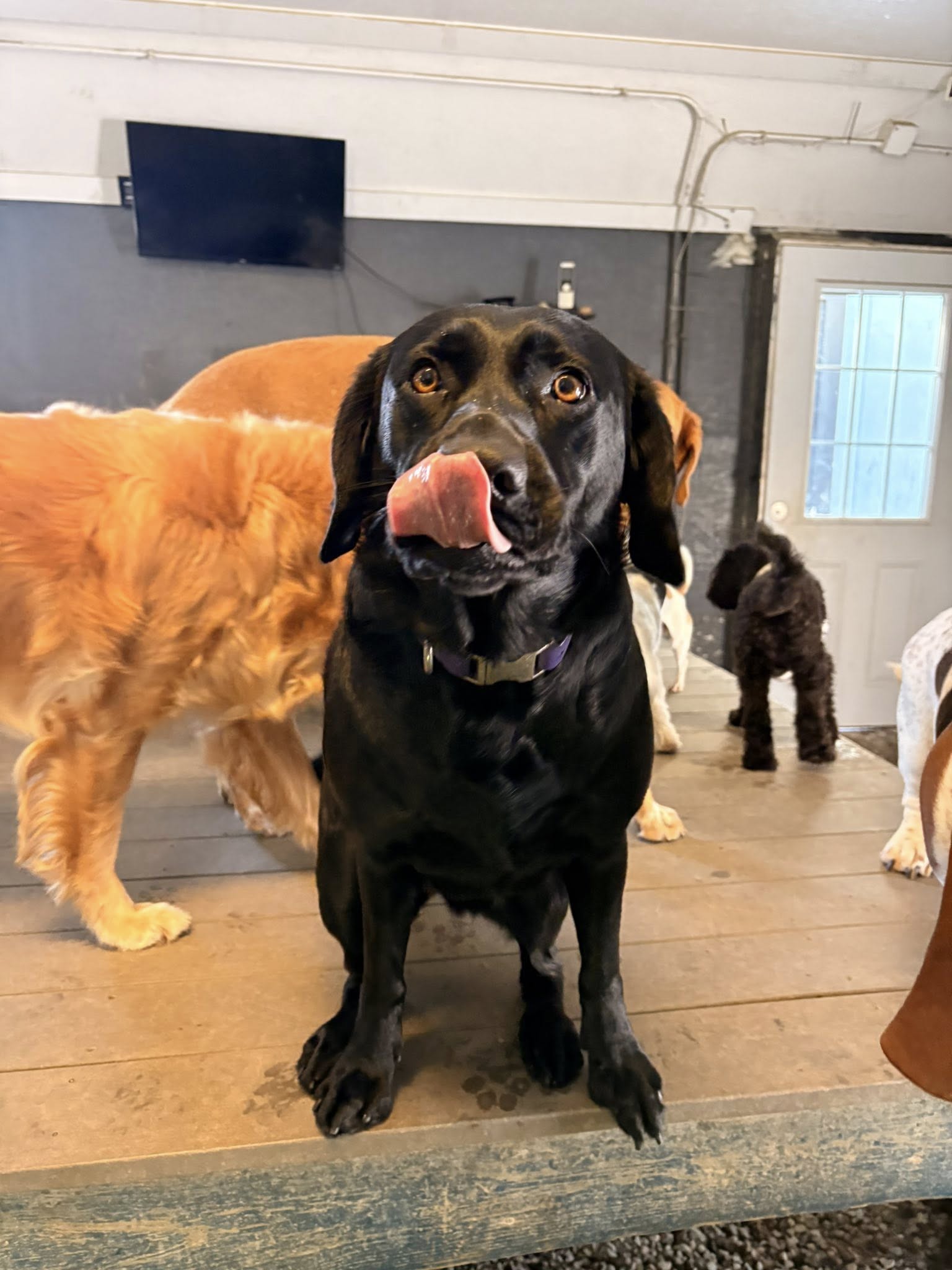 Abington Dog Care Abington