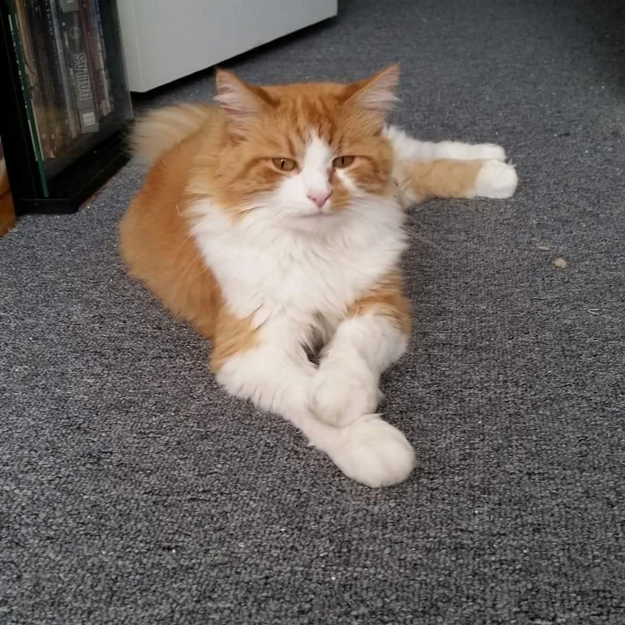 Great Road Veterinary Hospital Acton