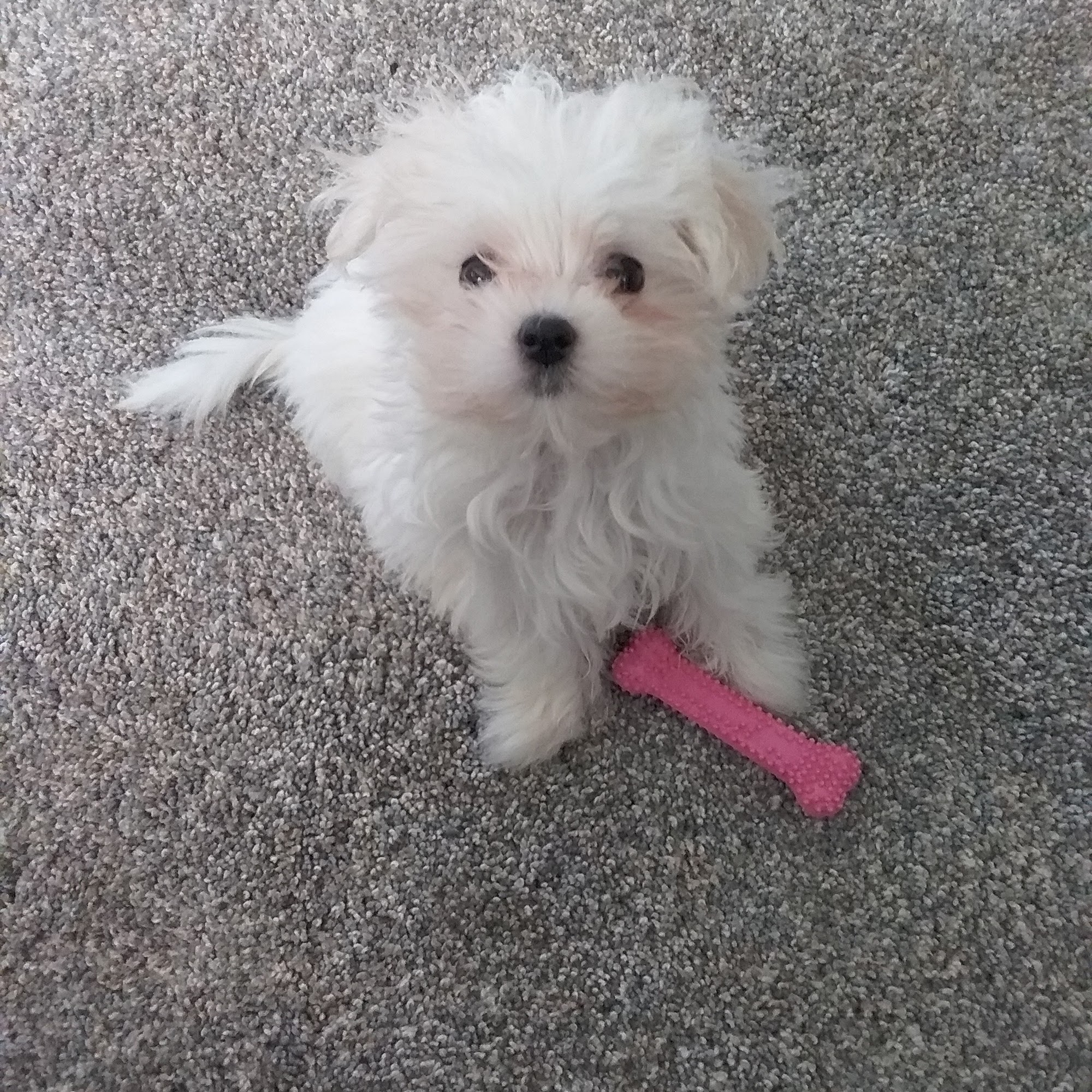 Family Friends Veterinary Hospital Acton