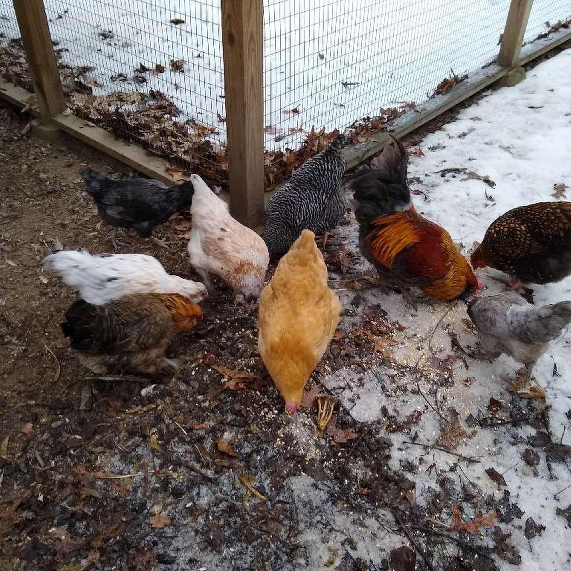 Acton Critter Sitters Acton