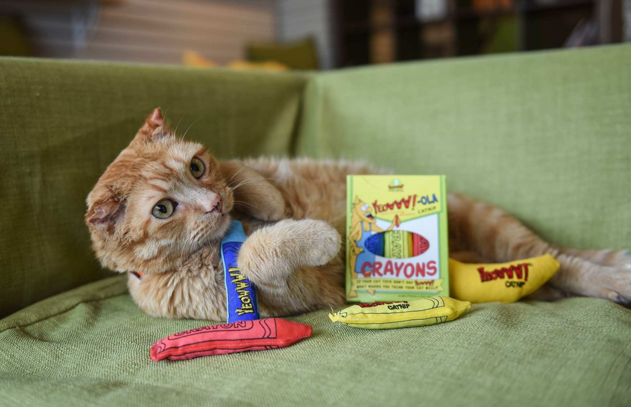 Wag N' Wash Natural Pet Food & Grooming Acton