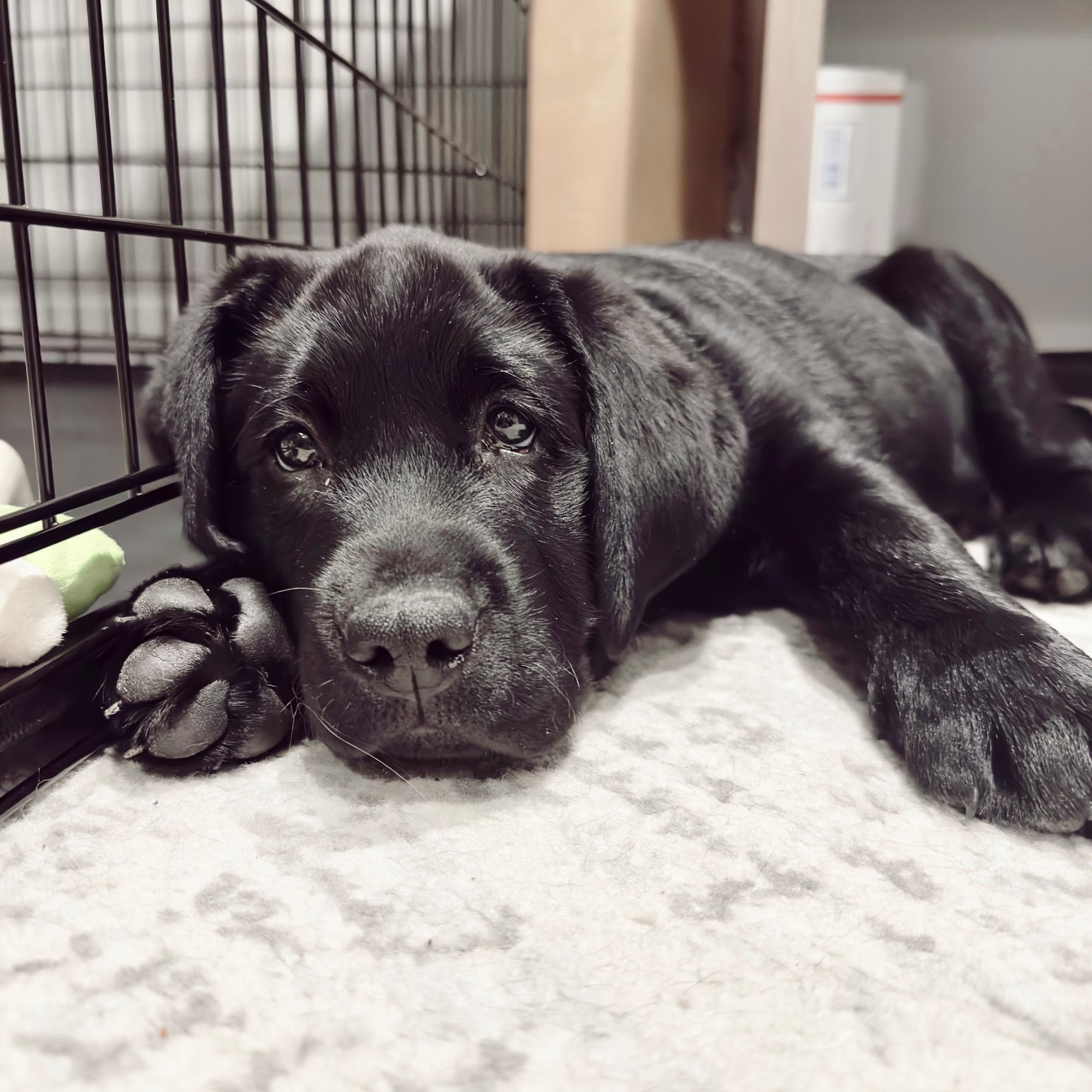 Handy Hill Labradors Acushnet Massachusetts 02743