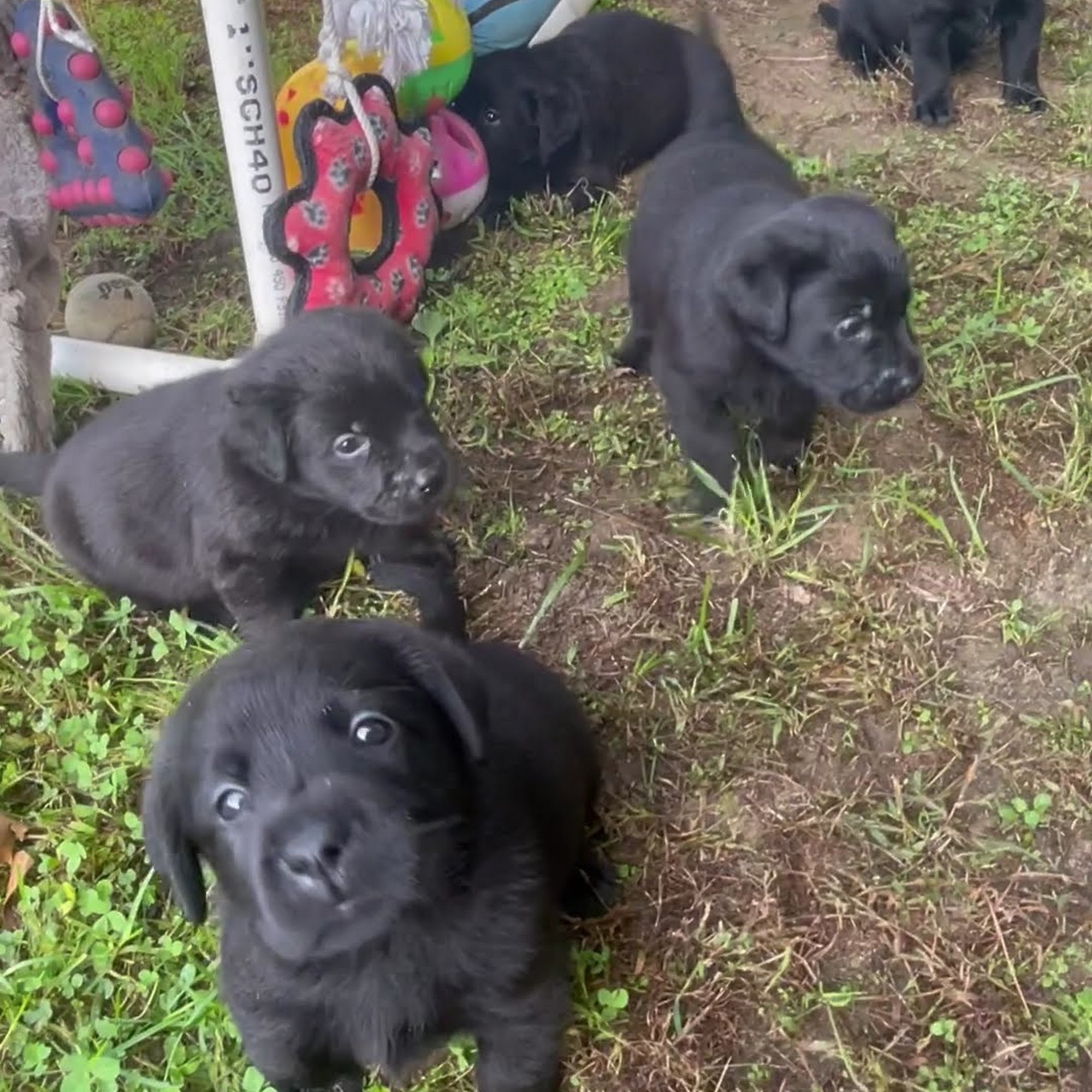 Handy Hill Labradors Acushnet