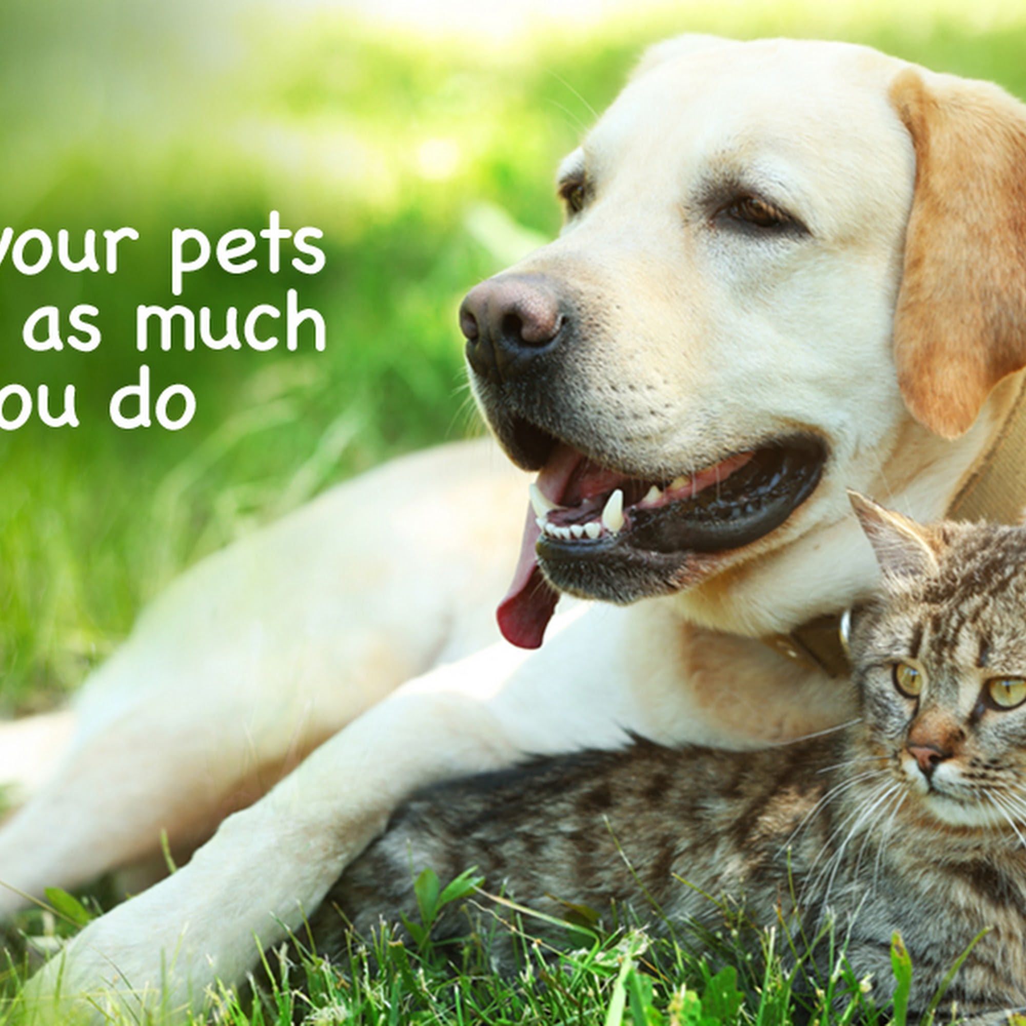 Agawam Animal Hospital Agawam