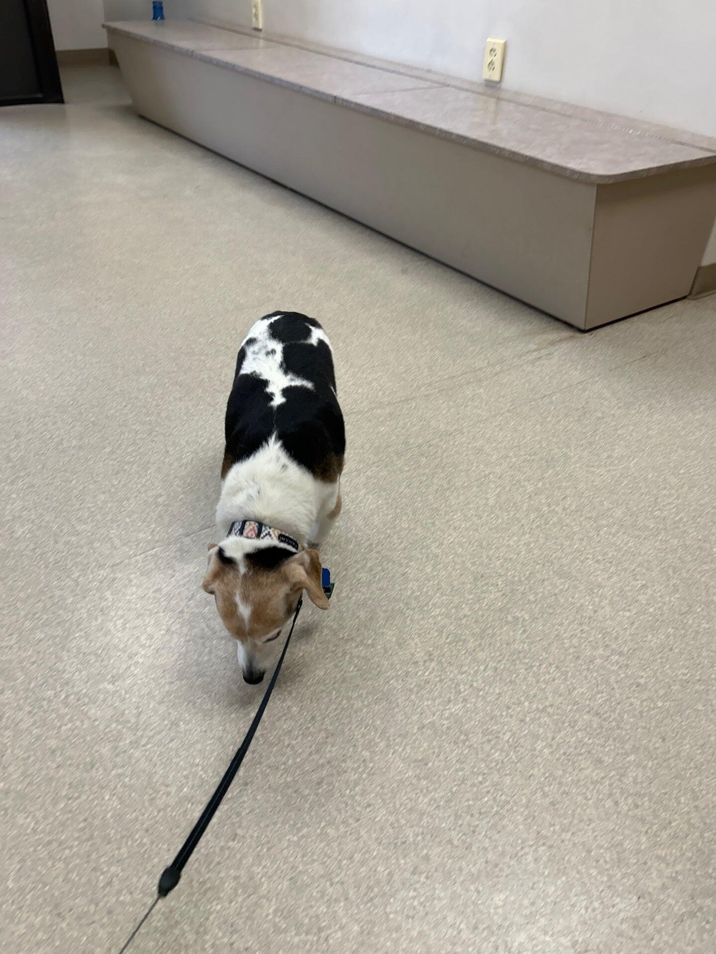 Agawam Animal Hospital Agawam