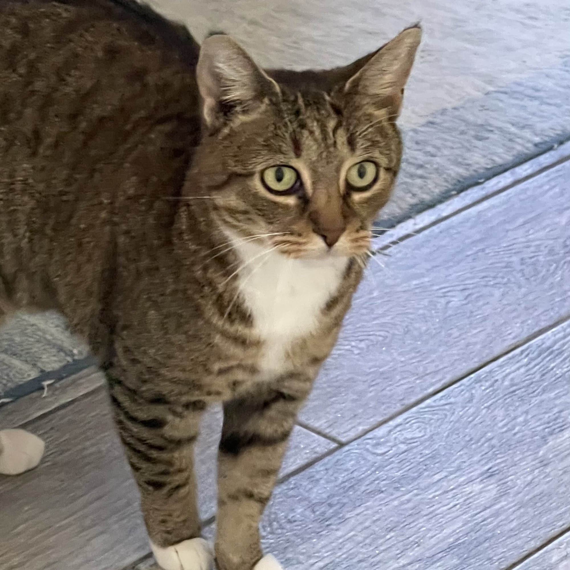 Mass Veterinary Services Inc Agawam