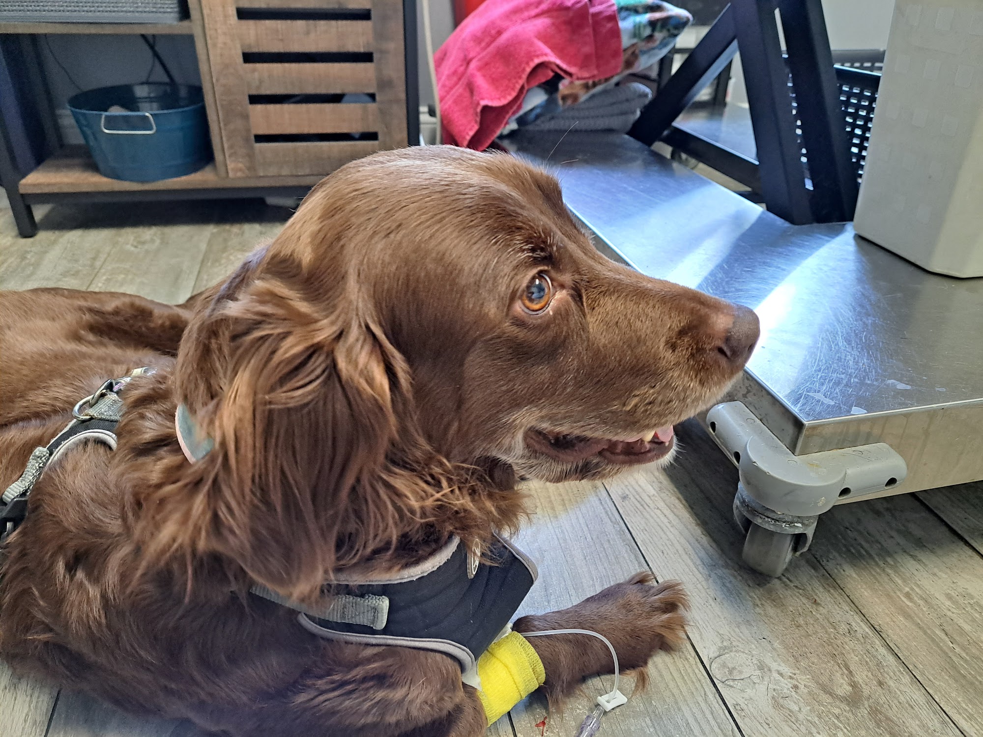 Mass Veterinary Services Inc Agawam