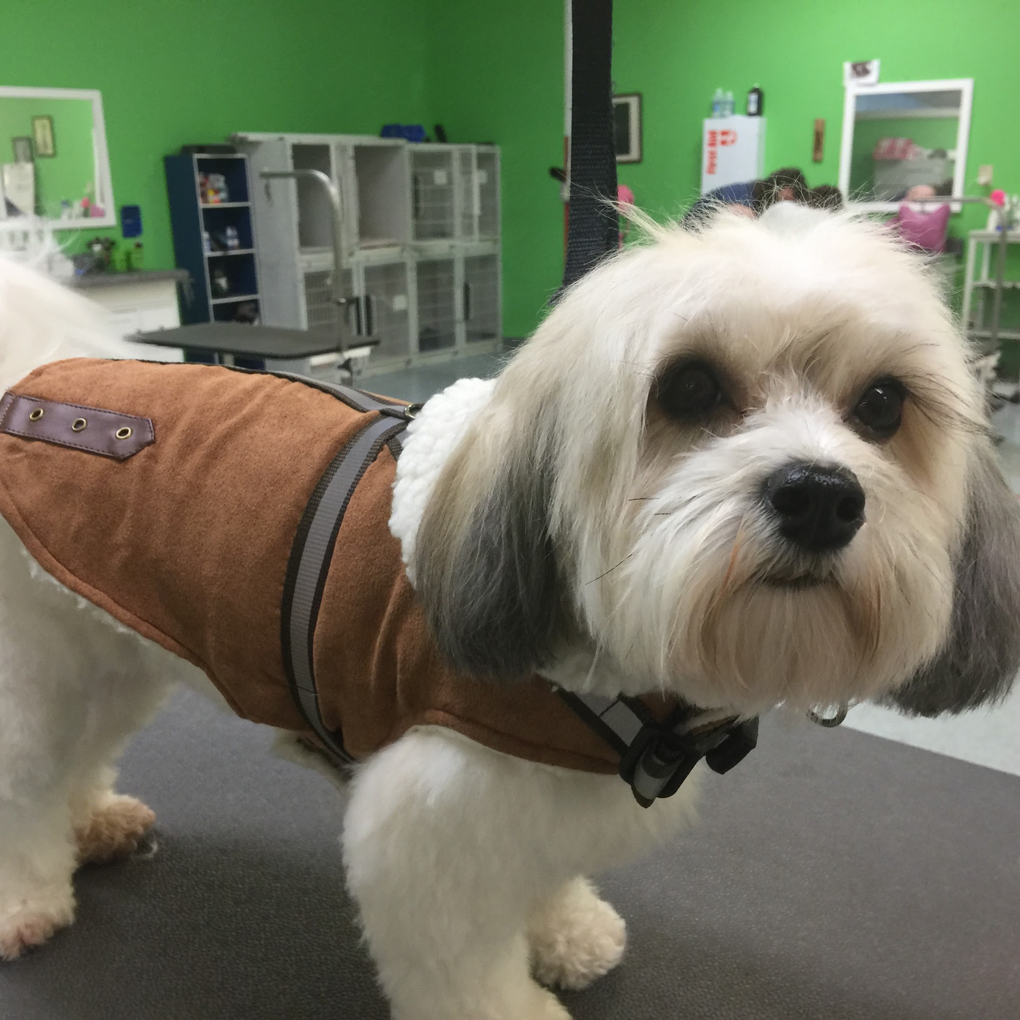 Agawam Dogworks Agawam