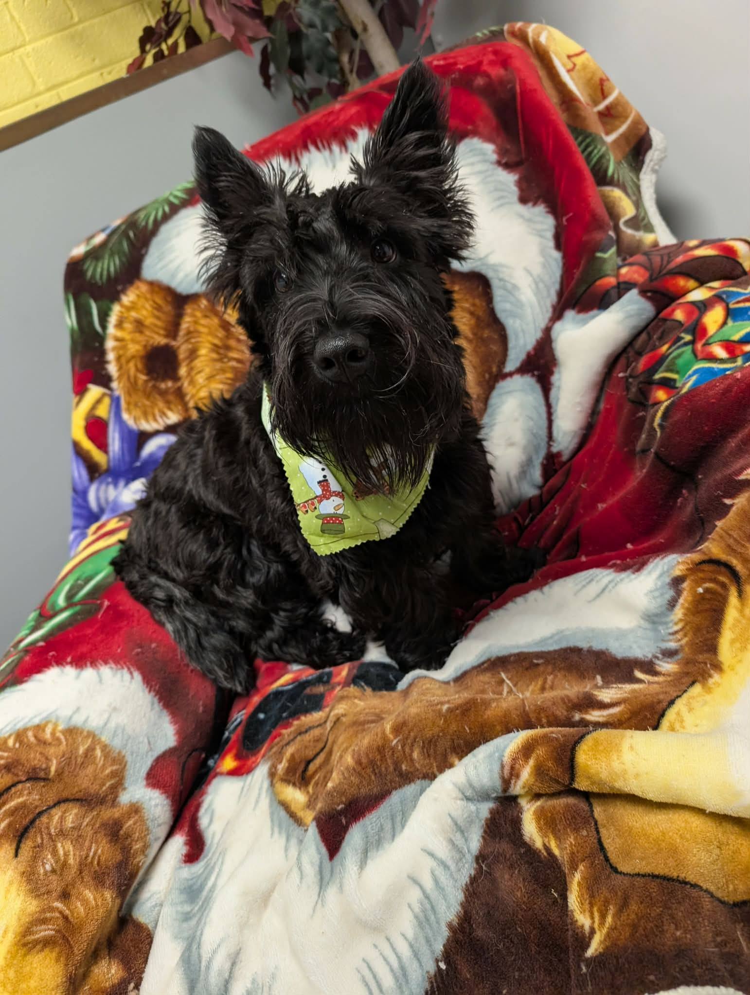 The Pet Agree Grooming Agawam