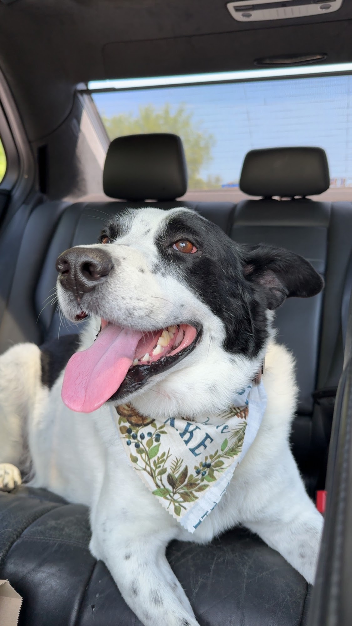 Doggy Stylin (D.S.G) Amesbury