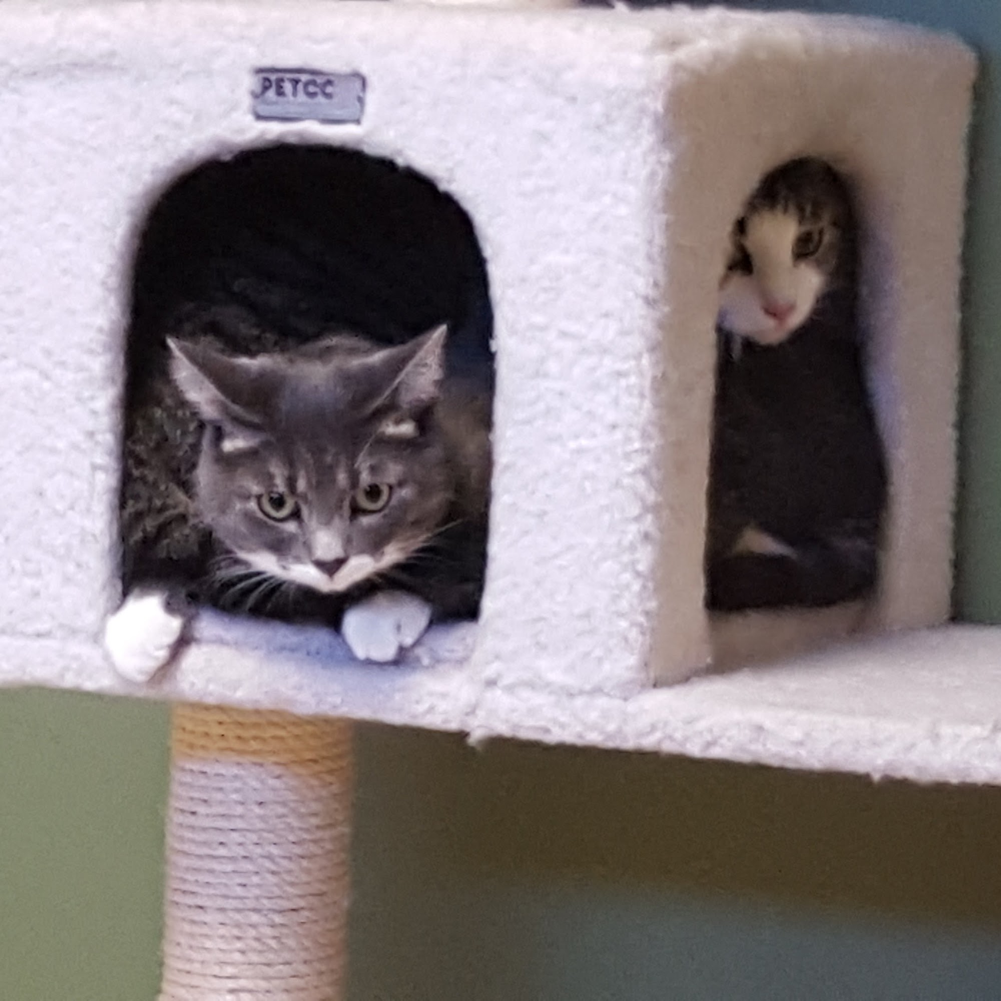 Amesbury Animal Hospital Amesbury