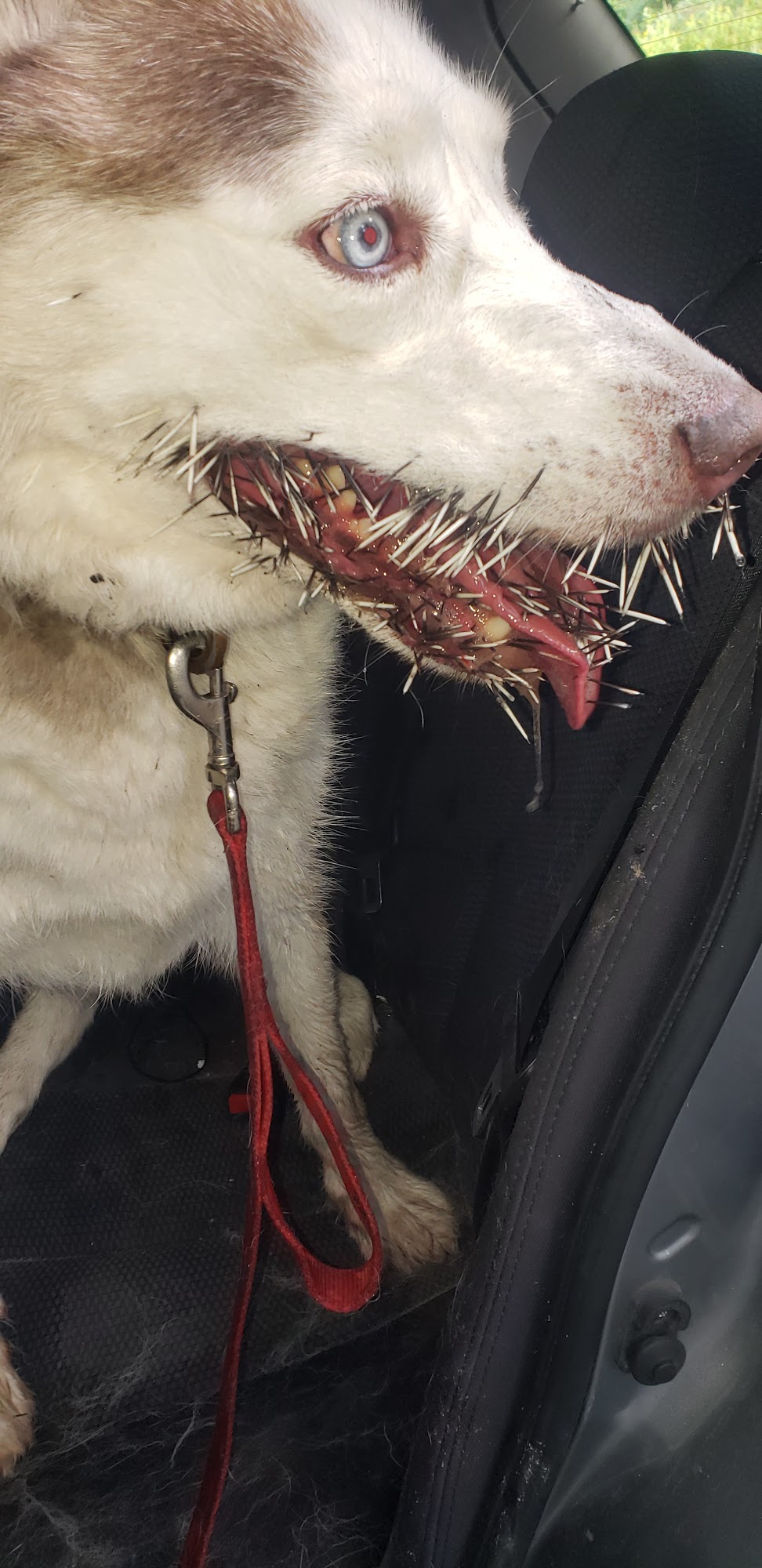 Hampshire Veterinary Hospital Amherst